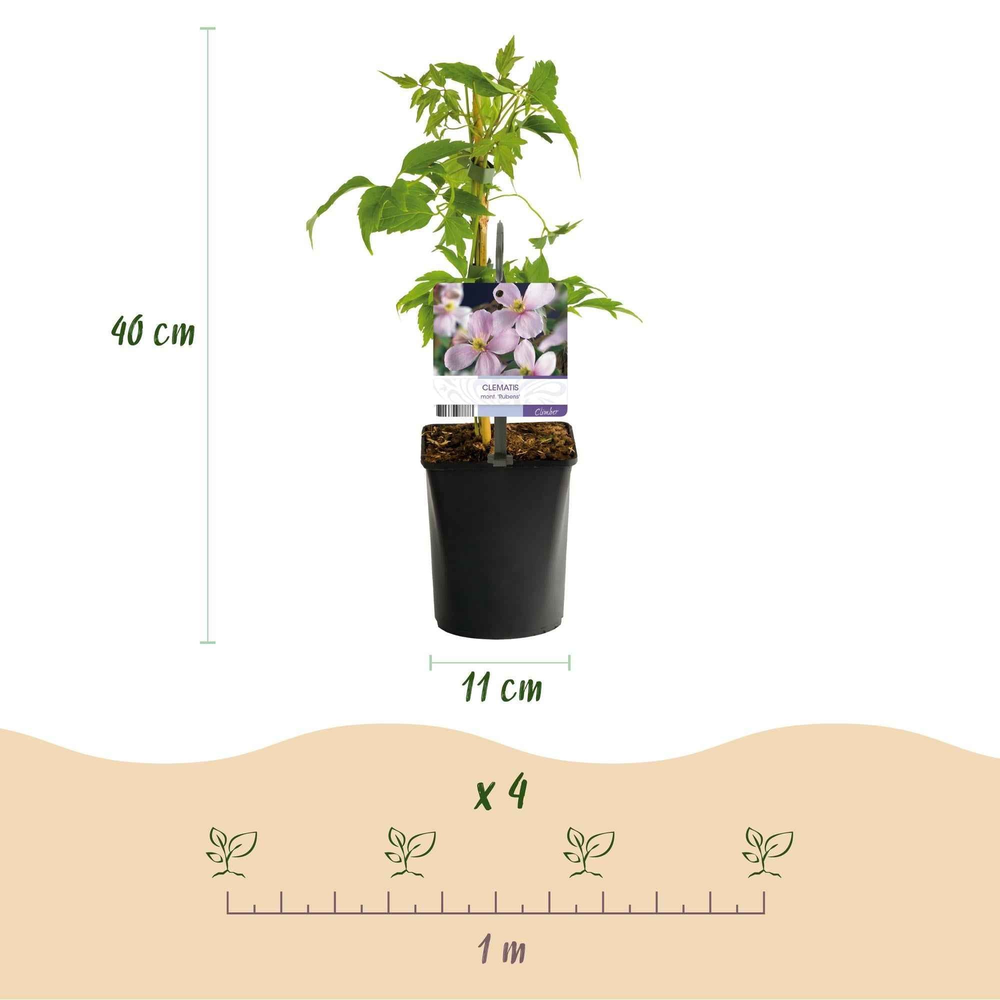 Image of Kletterpflanzen – Set Rainbow – 4 Pflanzen – Clematis montana Rubens, Hedera helix, Lonicera Goldflame, Campsis Madame Galen – Ø11cm – Höhe ca. 40cm-2