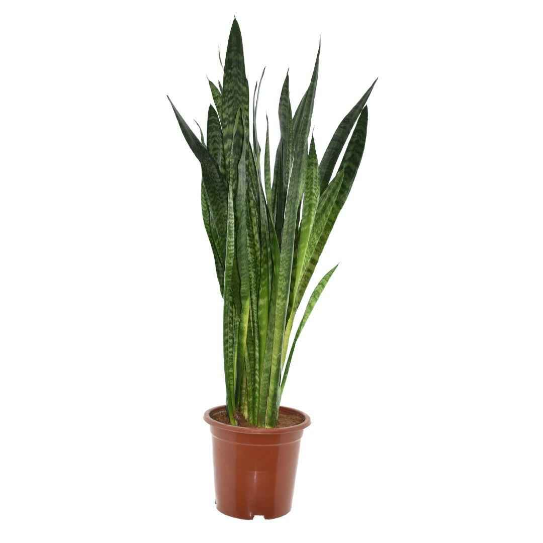 Image of Sansevieria Zeylanica – Ø27cm ↕120cm – große pflegeleichte Zimmerpflanze Bogenhanf mit dekorativen grünen Blättern für Wohnzimmer Büro & Flur-0