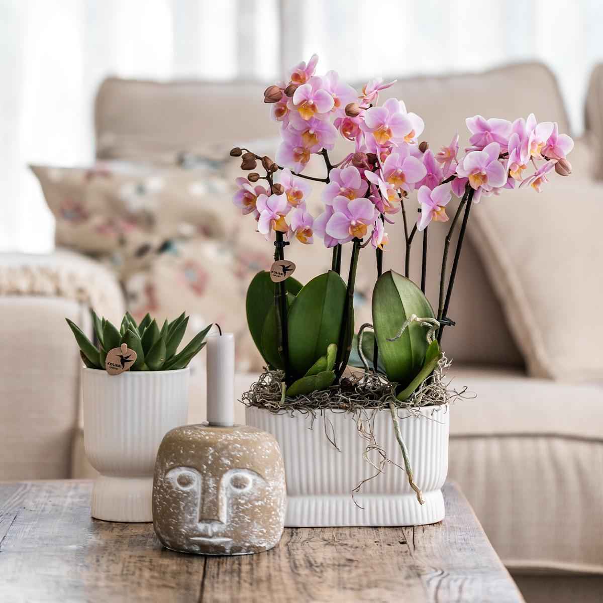 Image of Diabolo Twin Ziertopf Weiß – Ovaler Übertopf mit Rillenstruktur – Platz für 2 Pflanzen Ø9cm – Moderner Blumentopf für Orchideen & Zimmerpflanzen-1