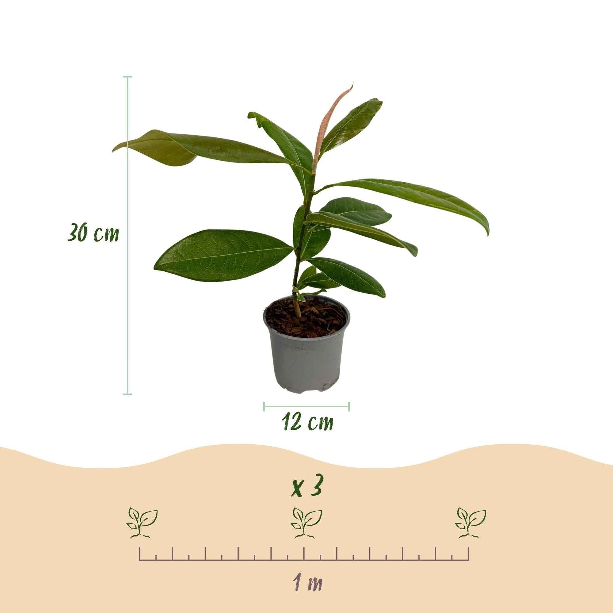 Image of Magnolia grandiflora – 12cm – Höhe ca. 30cm – Immergrüne Großblütige Magnolie mit duftenden weißen Sommerblüten-3