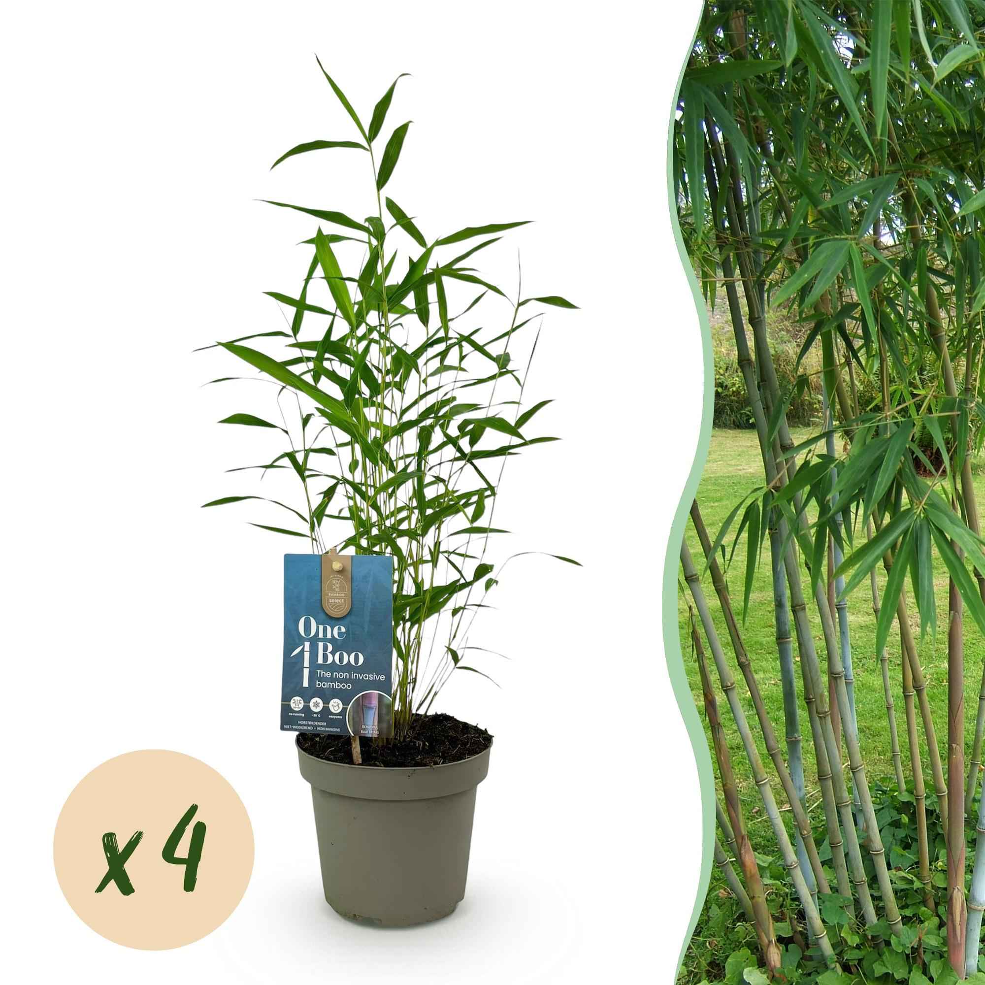 Image of Bambus Fargesia Blue Dragon – Immergrün – 4 Pflanzen – Nicht ausbreitend – Mit blauen Stängeln – Für Hecke, Garten & Terrasse – Ø14cm Höhe ca. 35cm-1