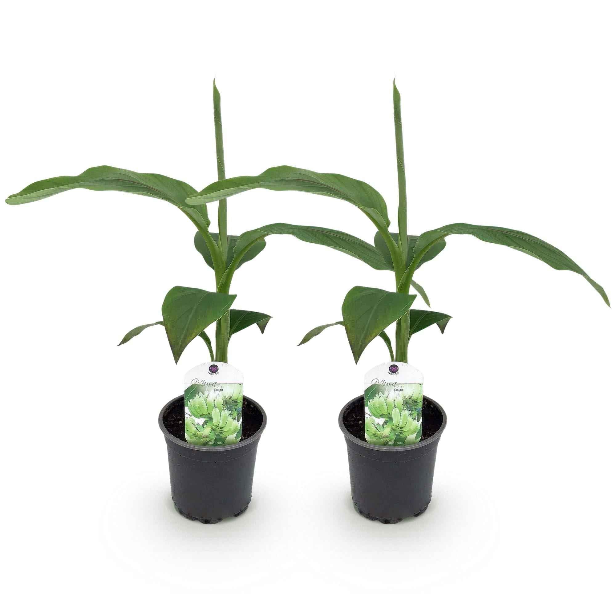 Image of Bananenpflanze Musa Basjoo – 2 Pflanzen – Winterhart – Obstpflanze – Ø12cm, Höhe ca. 30cm – Exotische Gartenbanane für Beet, Terrasse & Balkon-1