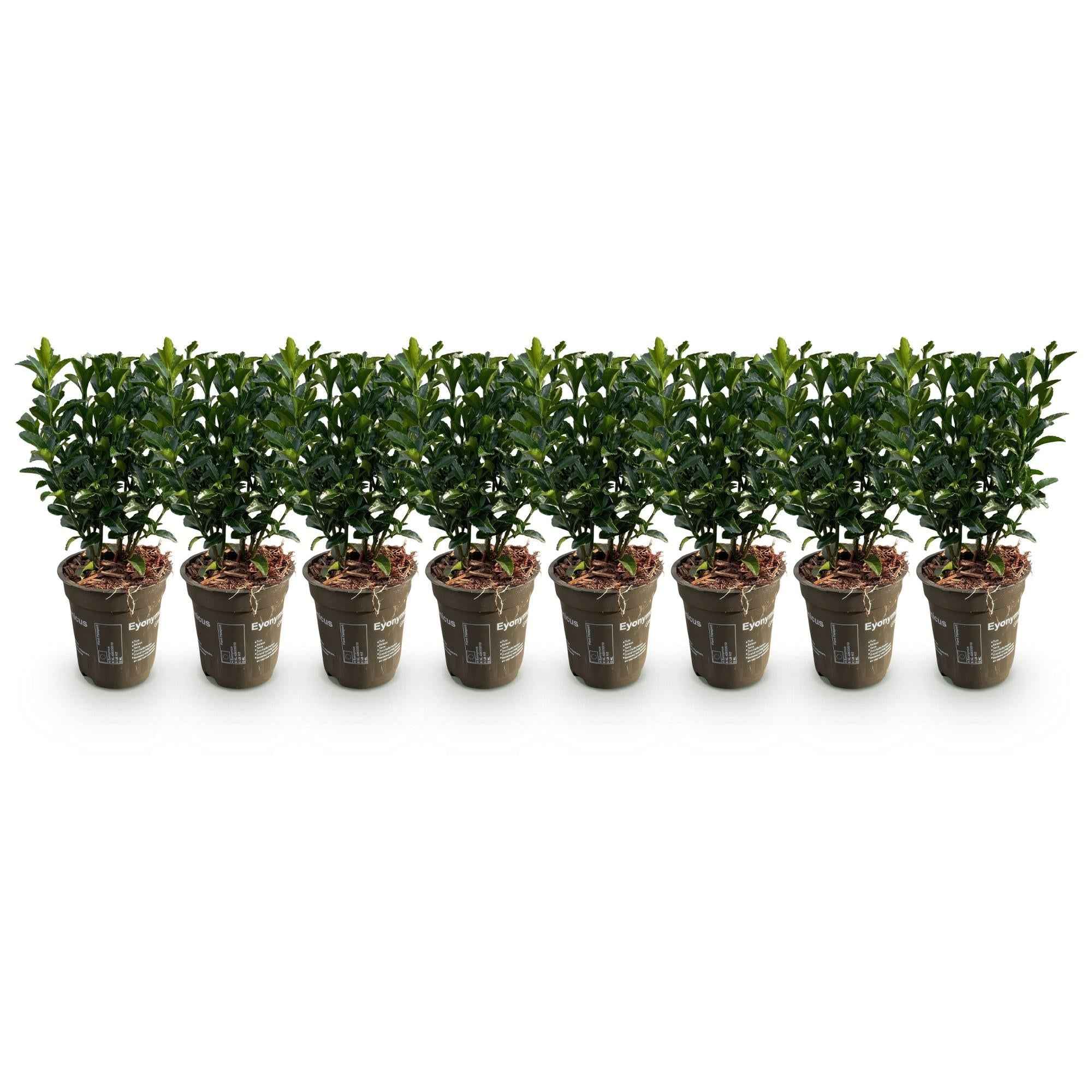 Image of Euonymus japonicus Green Spire – 8 Pflanzen für 1 Meter Hecke – Immergrüner Japanischer Spindelstrauch – 20-25cm hoch im 9cm Topf-2