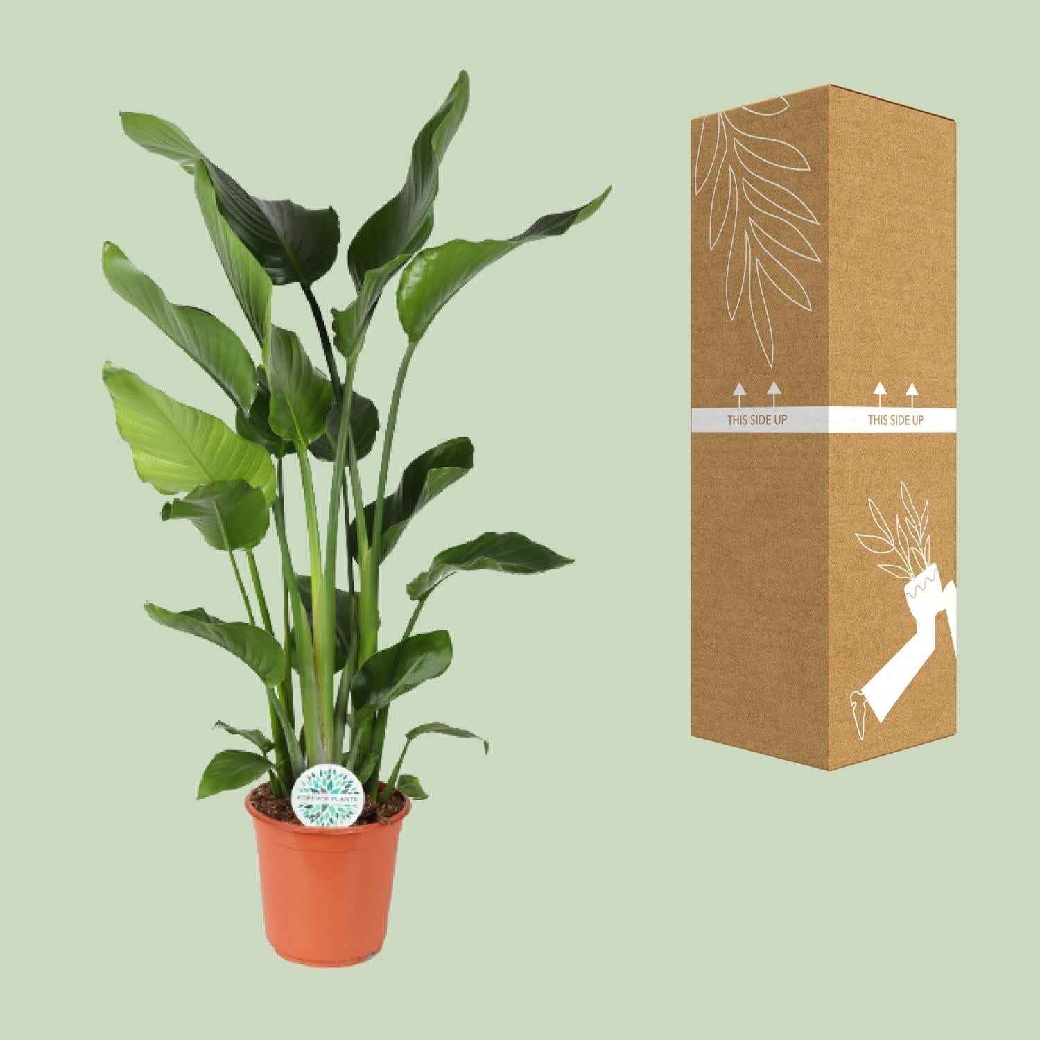 Image of Baum – Strelitzie Strelitzia Nicolai – Zimmerpflanze – Ø24cm – Höhe 110cm – Paradiesvogelblume – Pflegeleicht – Halbschatten