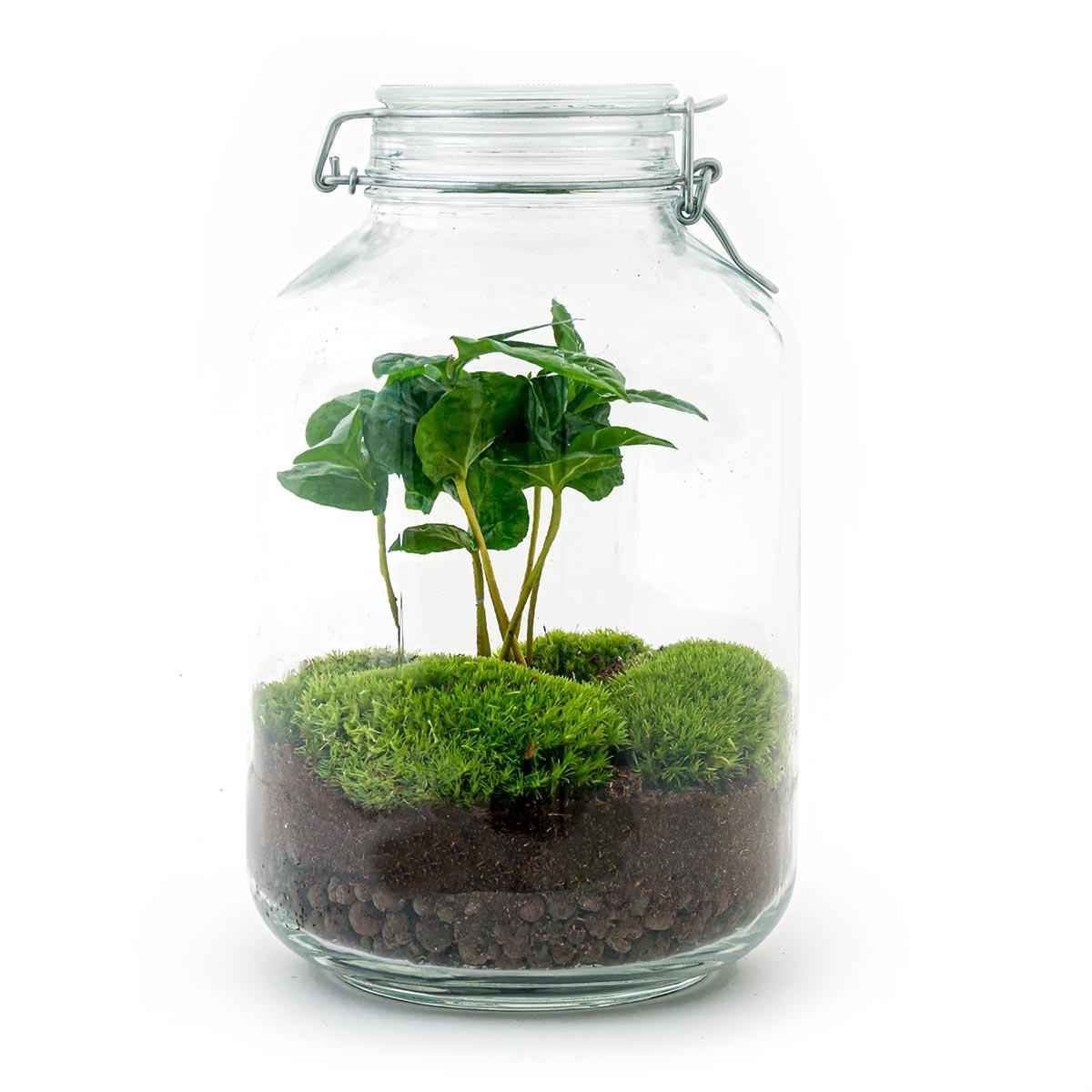 Image of Flaschengarten Coffea Arabica – DIY Bausatz Terrarium – ↕28cm – Do – It – Yourself Pflanzen – Set – Autarkes Mini – Für Wohnung & Büro-0