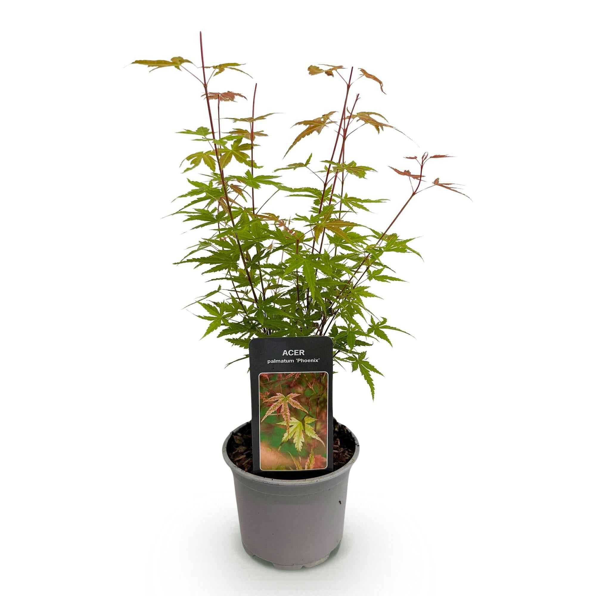 Image of Ahorn Acer palmatum Phoenix – 12cm – Höhe ca. 35cm – Rosa Austrieb & rote Blüte-1