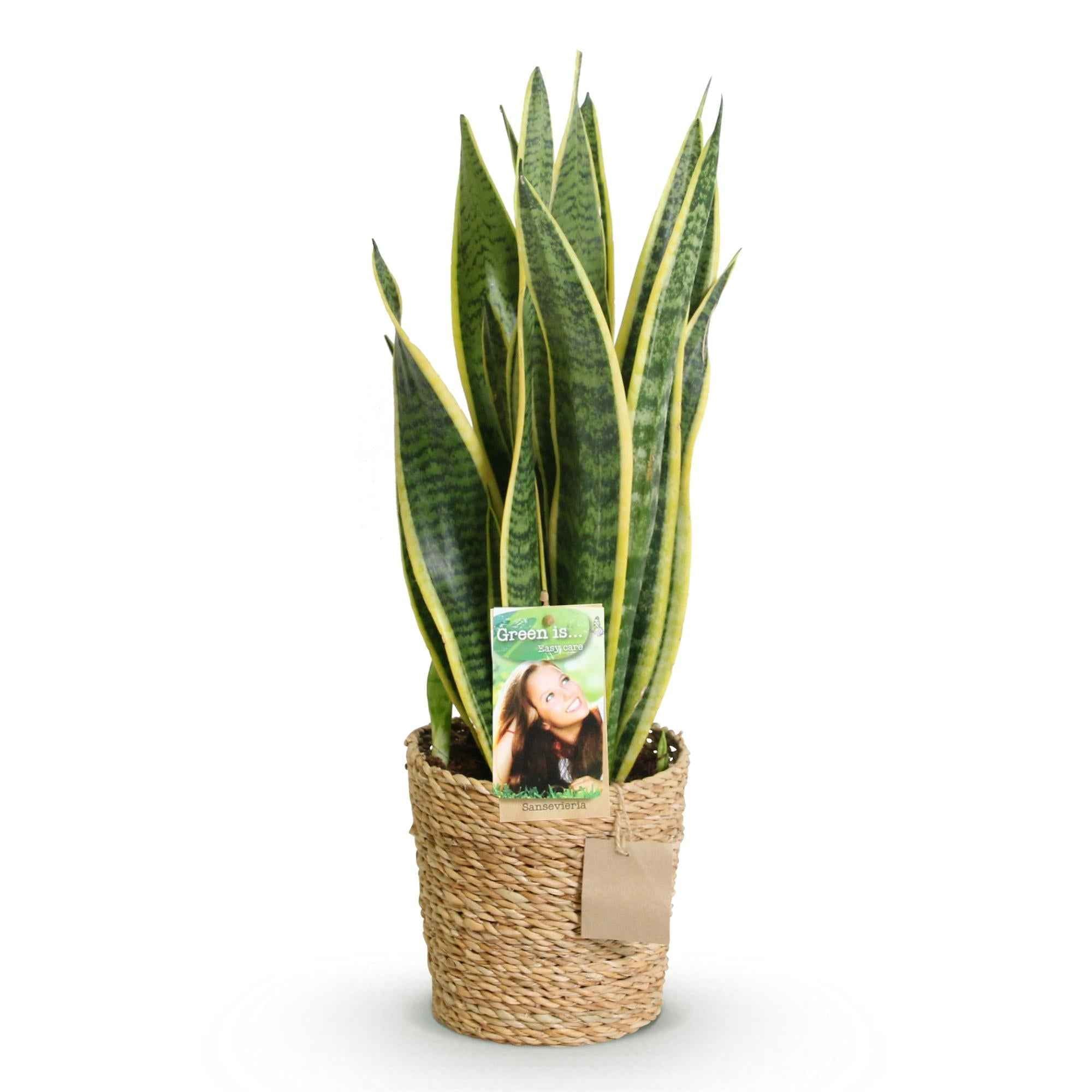 Image of Sansevieria Laurentii – 60-70cm – 17cm inkl. Naturkorb – Pflegeleichte Schwiegermutterzunge – Grün – Gelbes Blattwerk