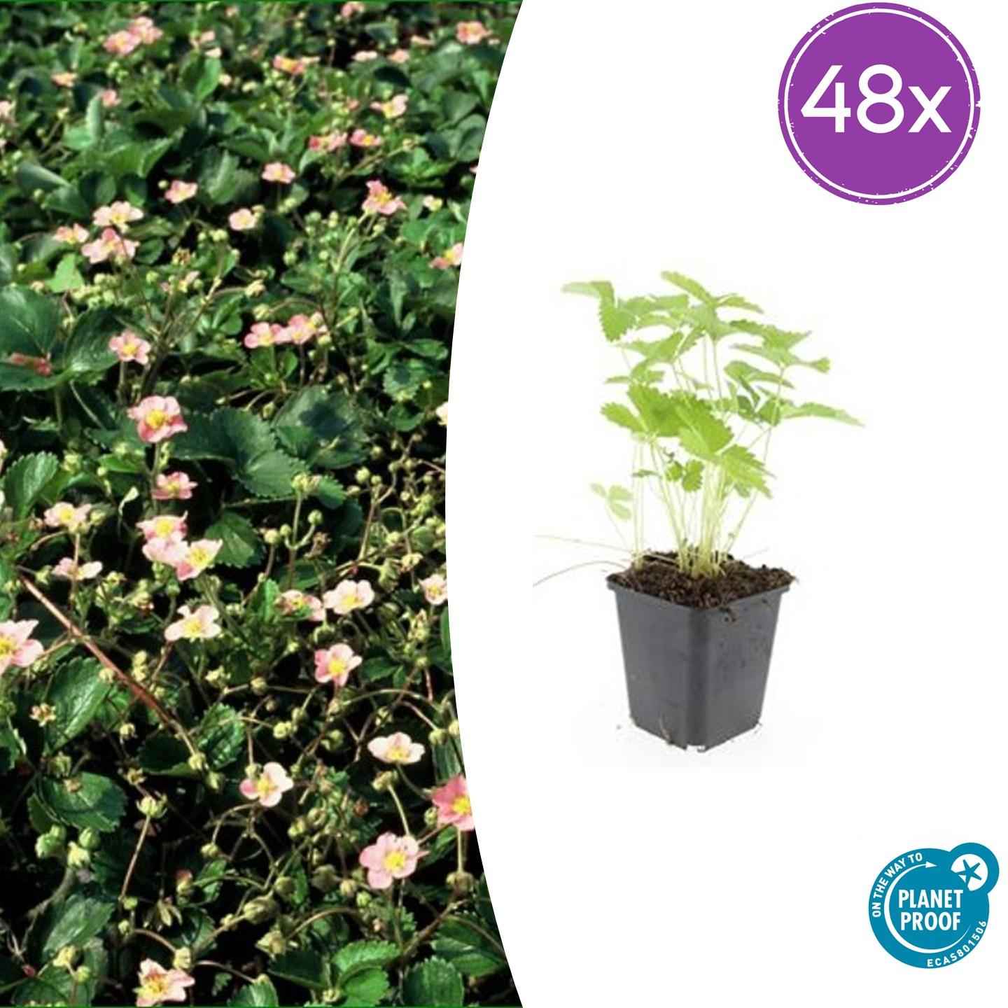 Image of Fragaria vesca – 48 Pflanzen – ↕10-25cm – Ø9cm – Wald – Erdbeere – Bodendecker – Süße Früchte – Pflegeleicht – Beete & Steingärten