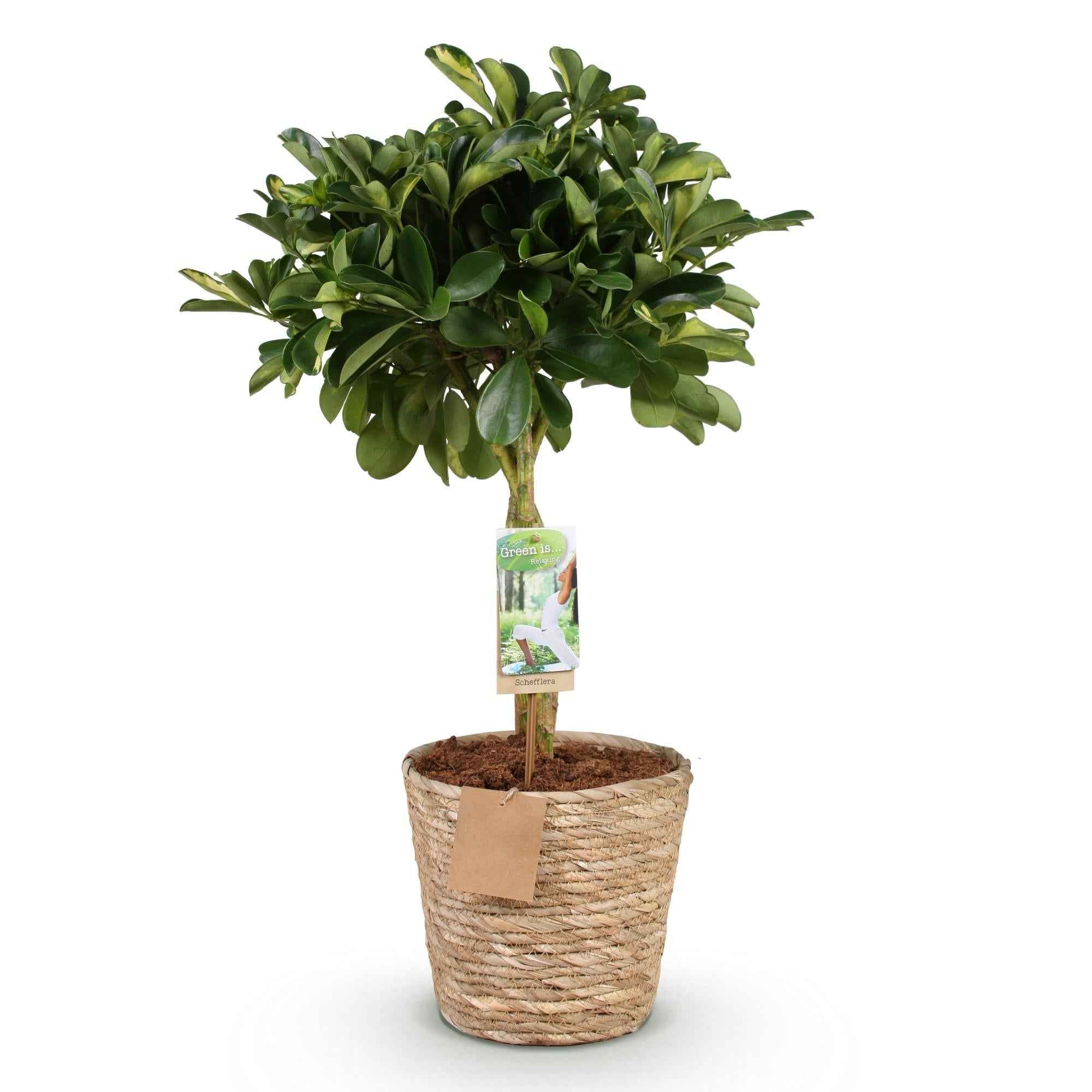Image of Schefflera Gold Capelle – 70-80cm – 21cm inkl. Naturkorb – Pflegeleichter Fingerbaum – Grün – Goldenes Blattwerk