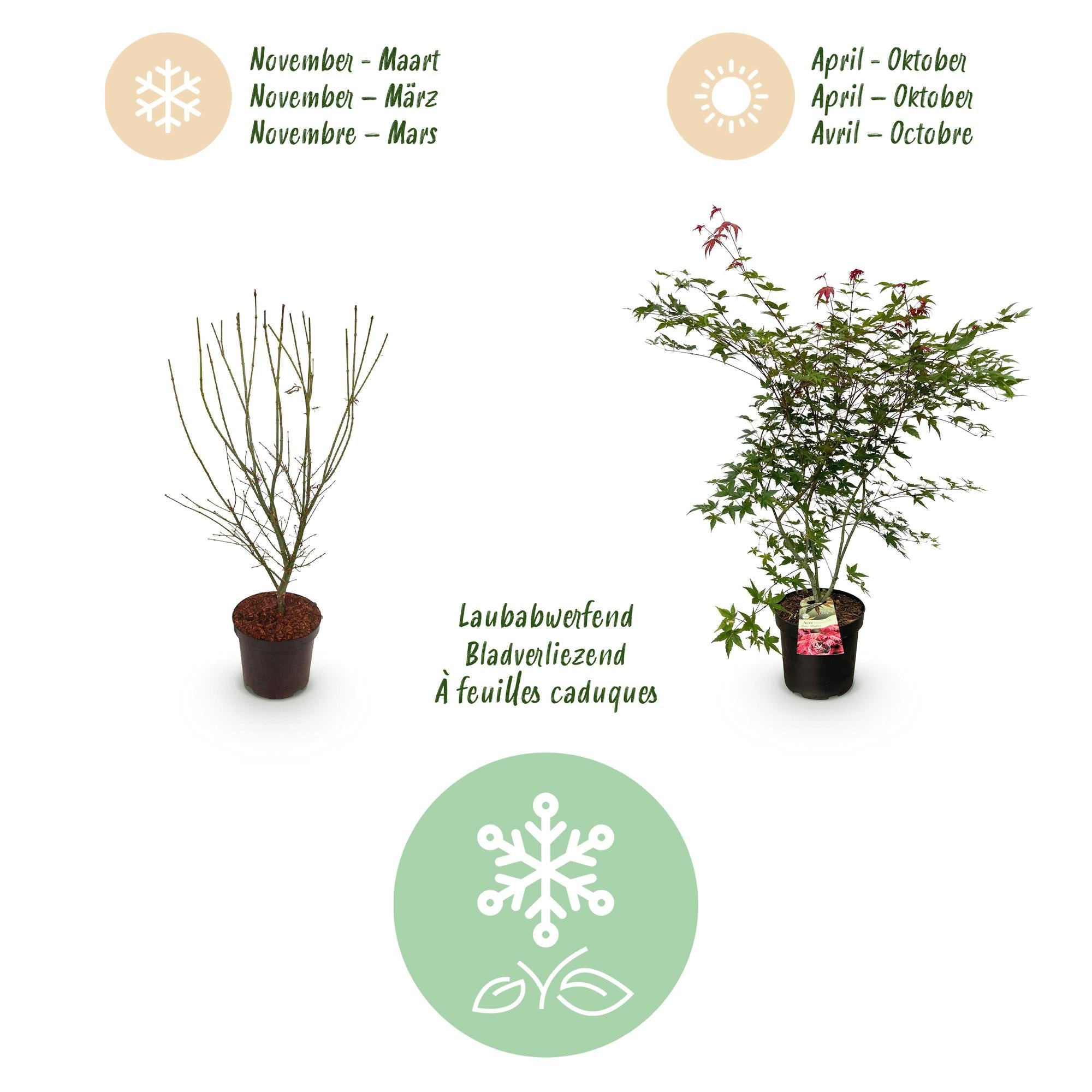 Image of Japanischer Ahorn Acer palmatum Beni Maiko, rote laubabwerfende Gartenpflanze, Zierahorn für Garten und Kübel, Ø26cm, 90cm hoch, für halbschattige-4