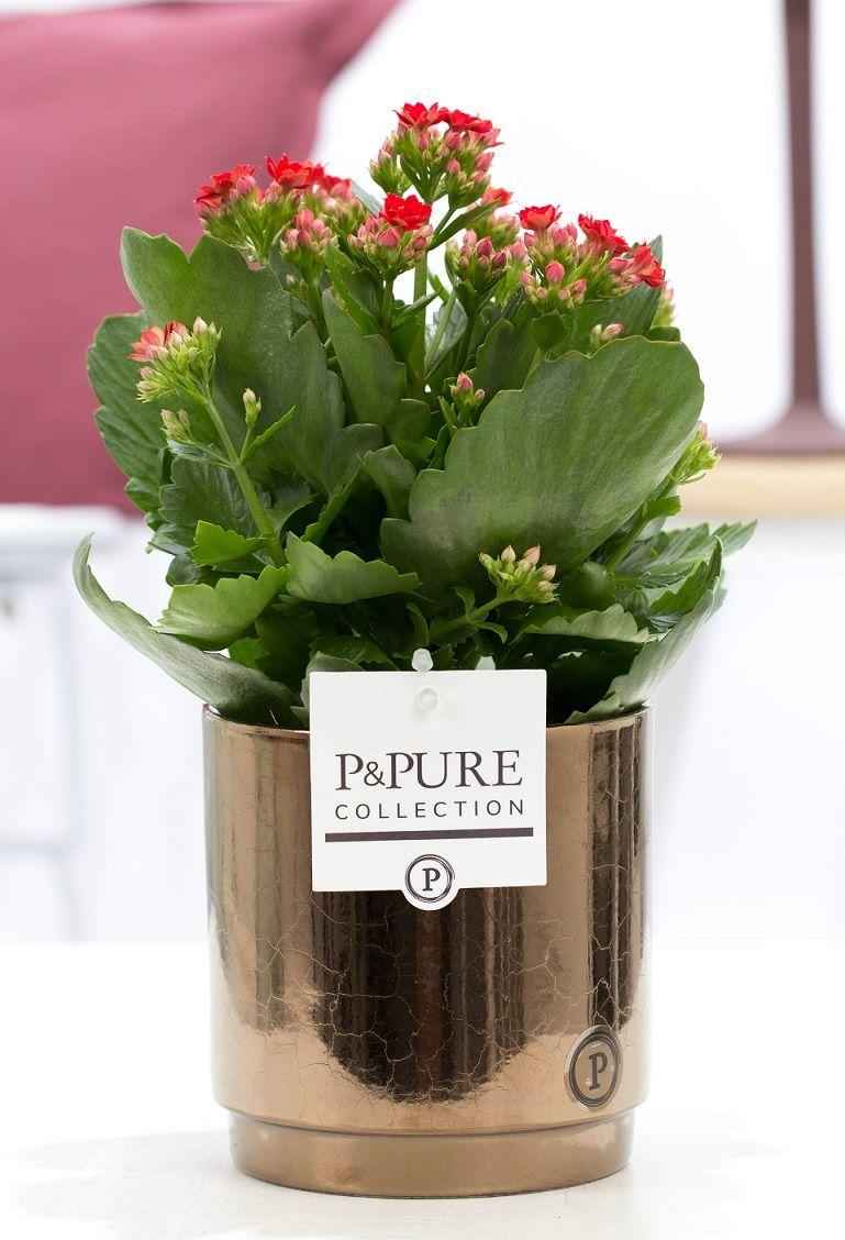Image of Kalanchoe Rot in Keramiktopf Goldbronze – Ø12cm ↕27cm – Blühende Zimmerpflanze mit roten Blüten – Pflegeleicht & langlebig-0