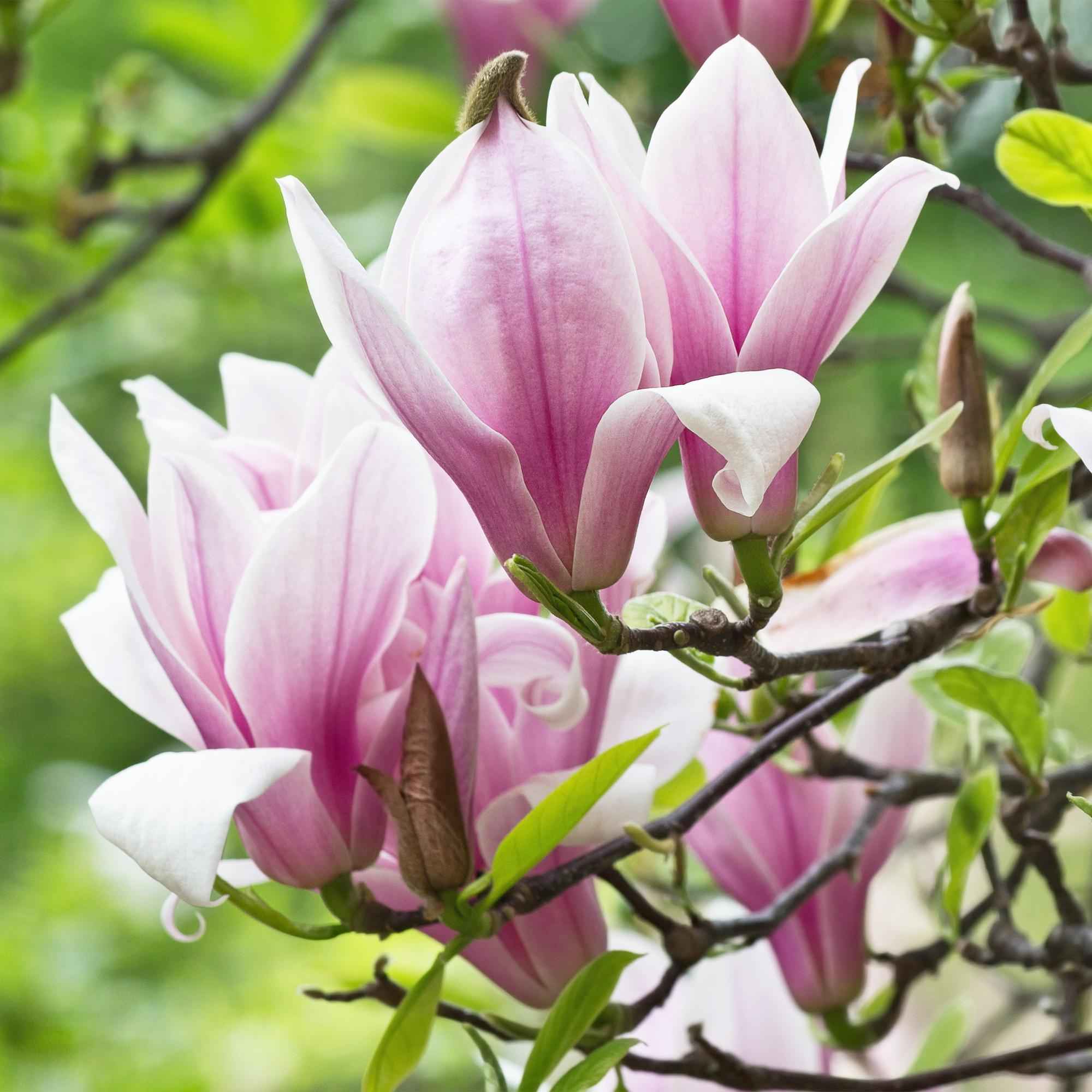 Image of Magnolia George Henry Kern – 12cm – Höhe ca. 30cm – Rosa duftende Blüten – Laubabwerfender Zierstrauch – Pflegeleicht für Beet, Balkon & Terrasse-3