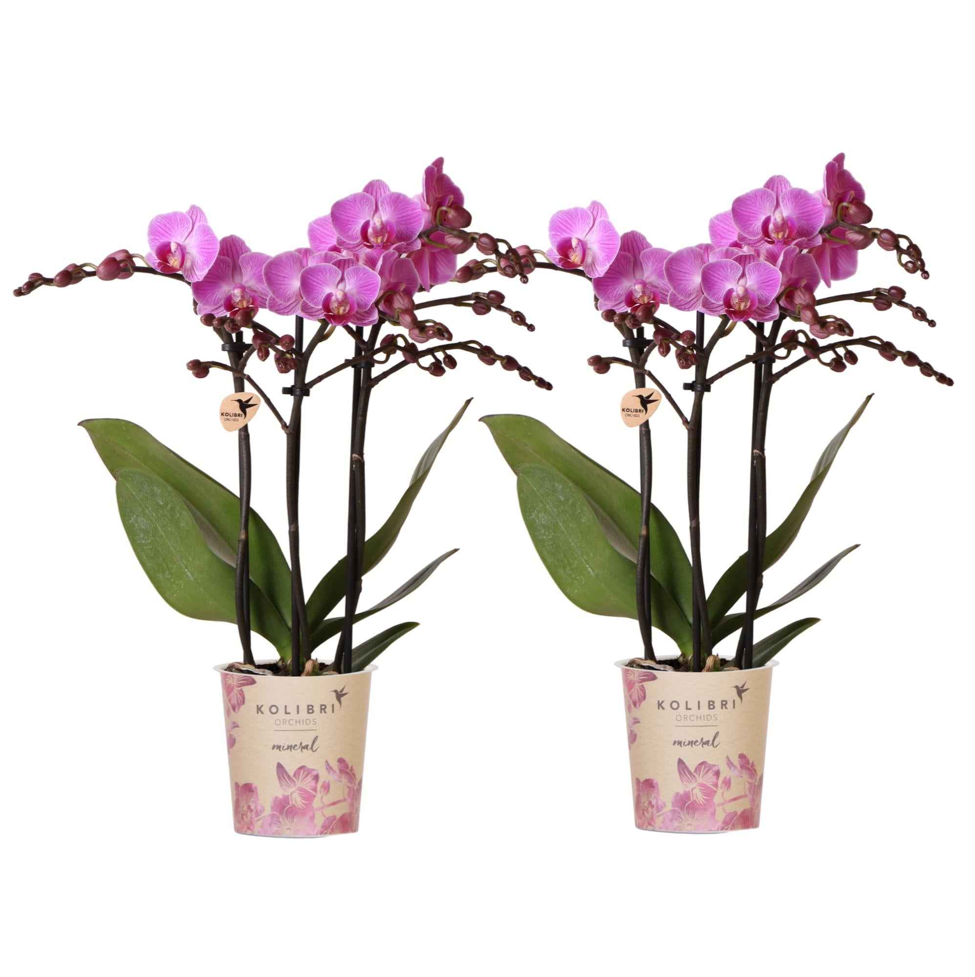 Image of Phalaenopsis Orchideen Wien – 2 Orchideen – Ø9cm – Dunkelrosa/Violett blühende Multiflora Orchideen – Zimmerpflanzen – Frisch vom Züchter-0