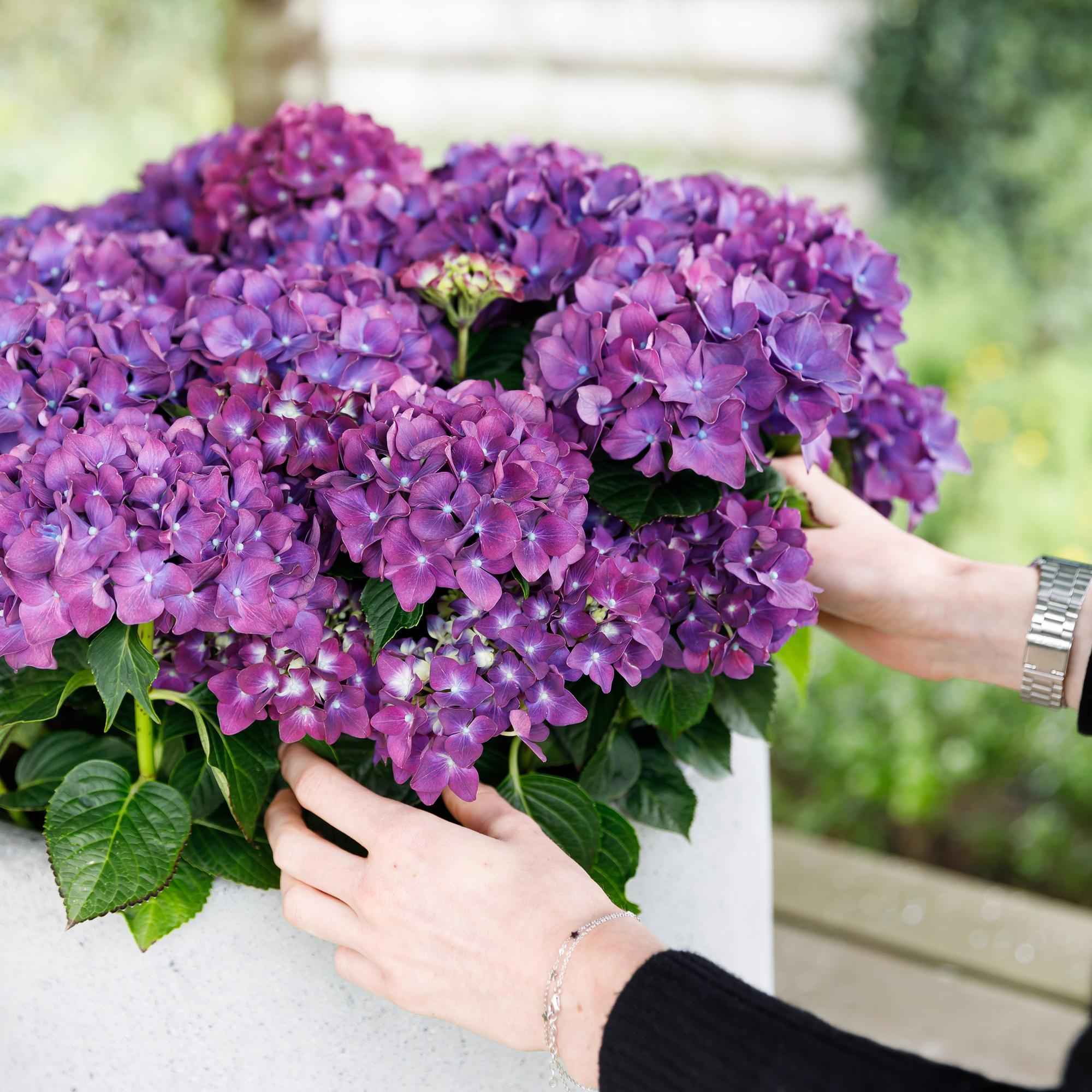 Image of Hortensie Forever & Ever – Lila – 2 Pflanzen – Hydrangea macrophylla – 23cm – Ca. 55cm hoch – 7-12 Blüten – Für Balkon, Terrasse & Beet-4