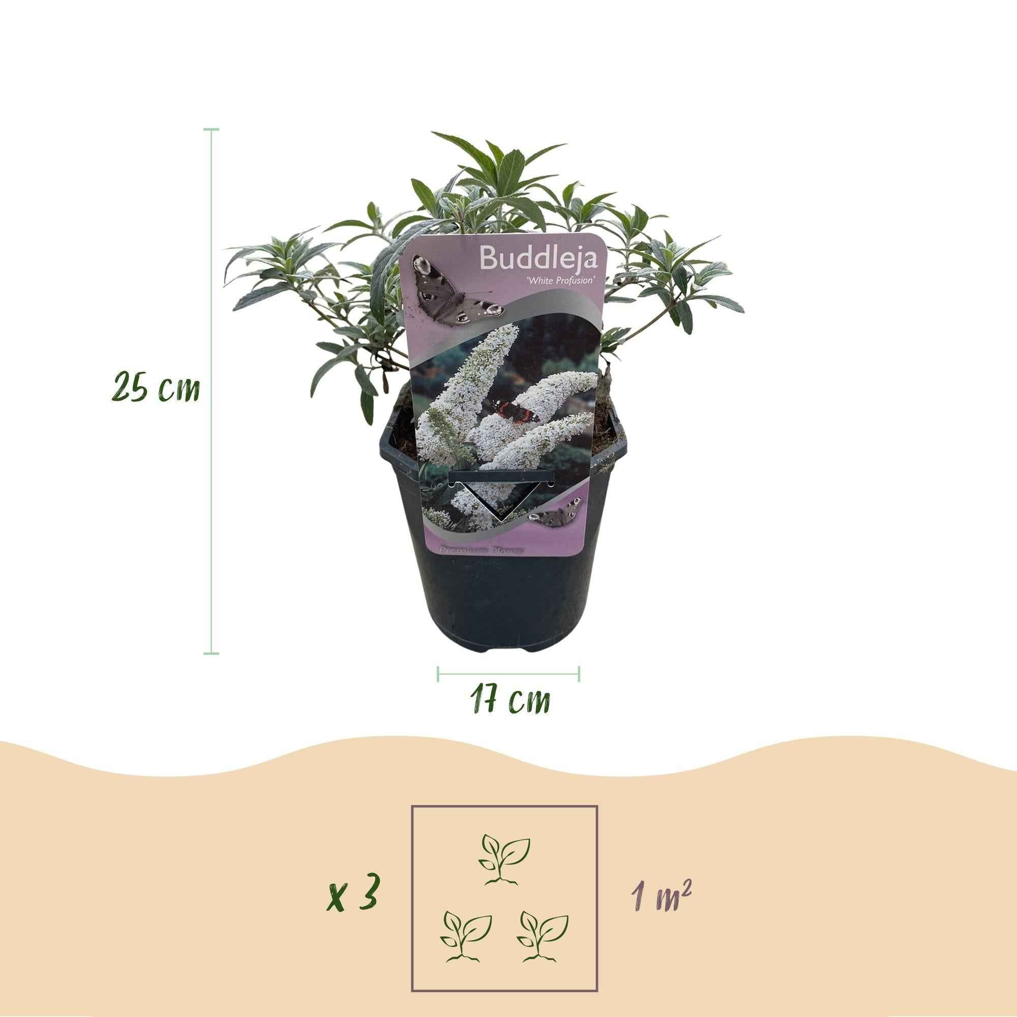Image of Schmetterlingsstrauch Buddleja davidii White Profusion – Weiße Blüten – Bienfreundlich & Schmetterlingsanziehend – Laubabwerfend – Höhe 17-25cm