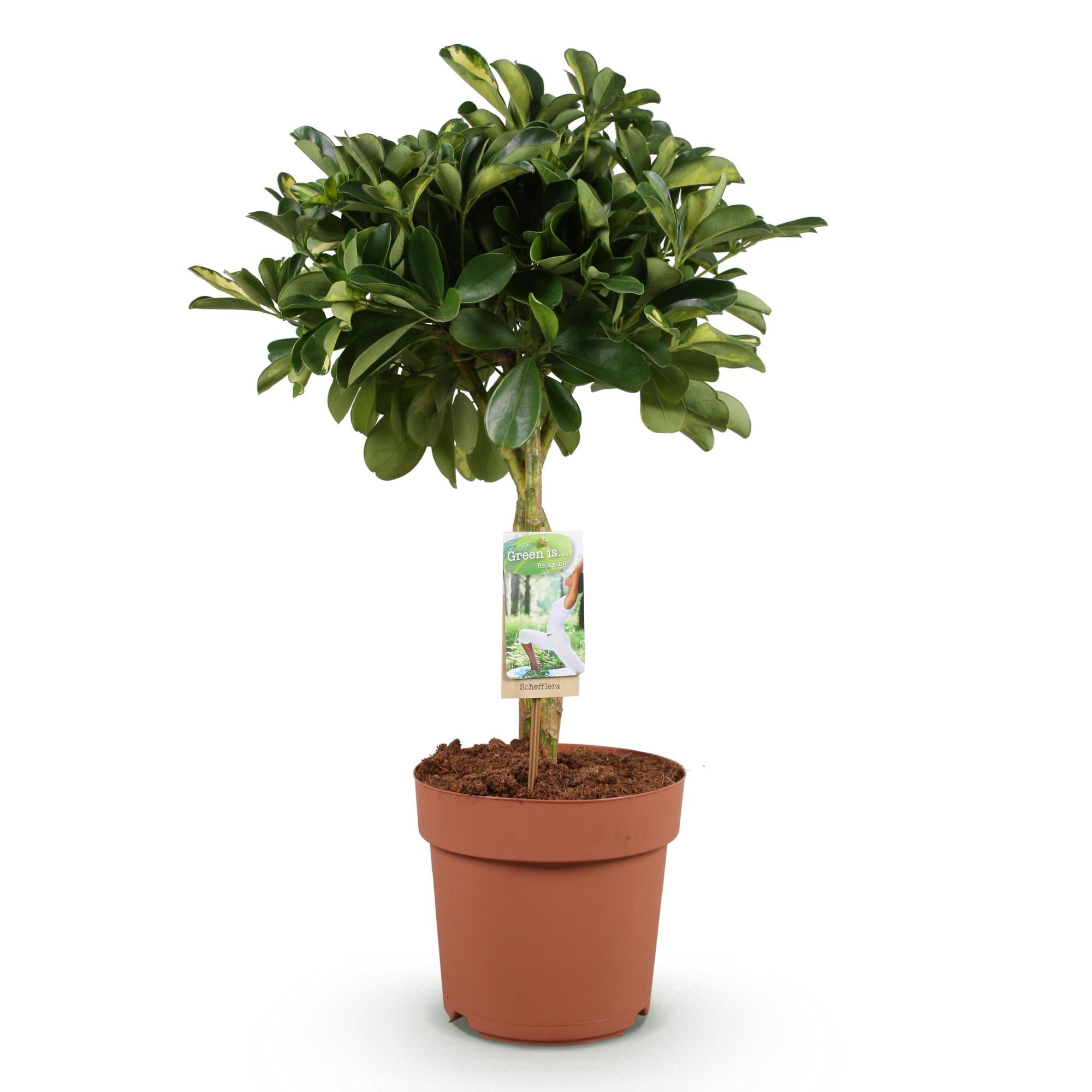 Image of Schefflera Gold Capella – 70-81cm – 21cm – Pflegeleichter Fingerbaum in Grün – Gold – Große luftreinigende Zimmerpflanze für Wohn – & Arbeitsräume-0