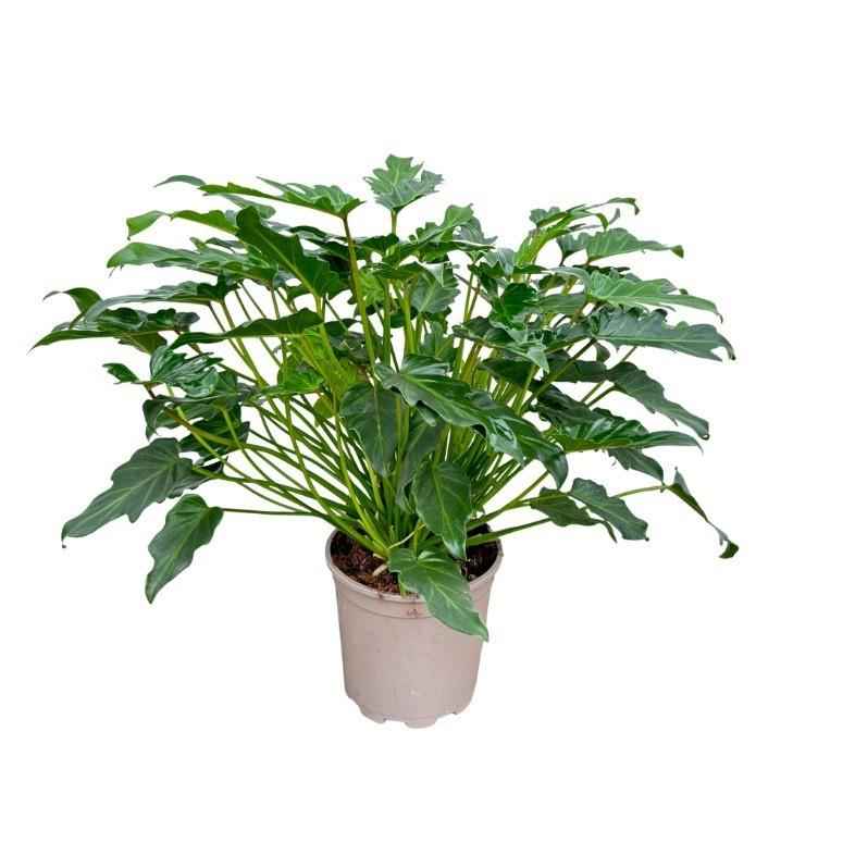Image of Philodendron Xanadu – 60cm – Kompakte Zimmerpflanze mit gefiedertem Blattwerk – Tropisches Grün für Wohn – & Büroräume – Pflegeleicht & dekorativ-0