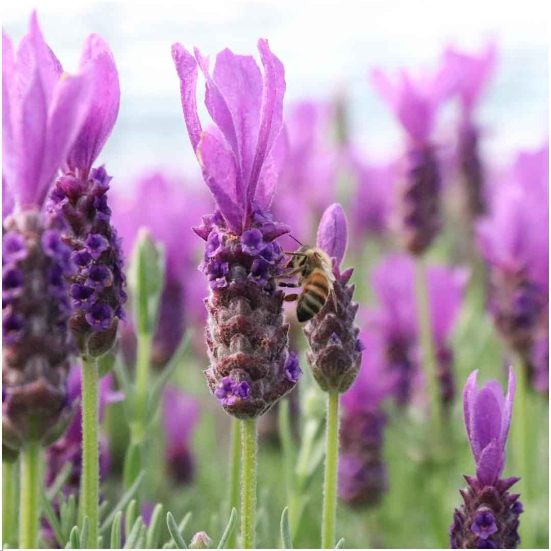 Image of Französischer Lavendel Lavandula stoechas Anouk – Duftender Schopflavendel – 13cm Dekotopf 'Old Look' – 3 Pflanzen – Winterhart & Pflegeleicht-2