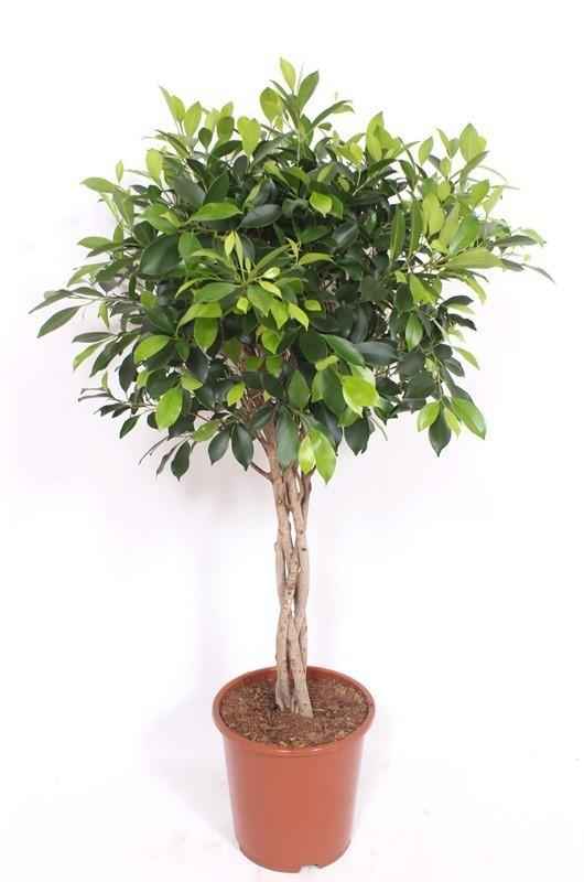 Image of Ficus Nitida geflochtener Stamm – Chinesische Feige – Höhe ca.100cm Zimmerpflanze – Immergrüne Zierpflanze für Wohnzimmer Büro & Wintergarten-0