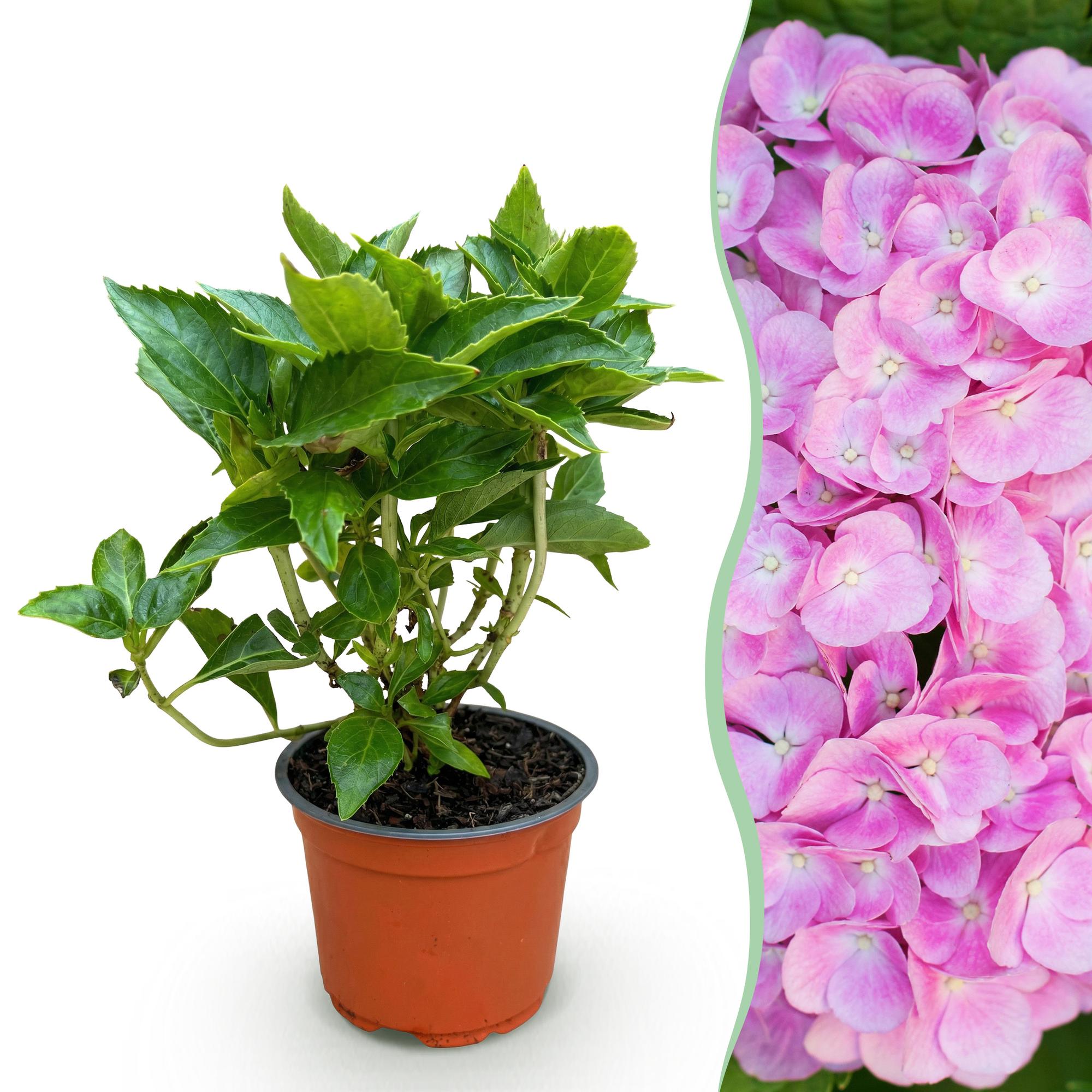 Image of Hortensie Hydrangea macrophylla rosa winterhart 20-30cm 12cm für Garten Balkon Terrasse Beet blühender Zierstrauch pflegeleicht bienenfreundlich-0