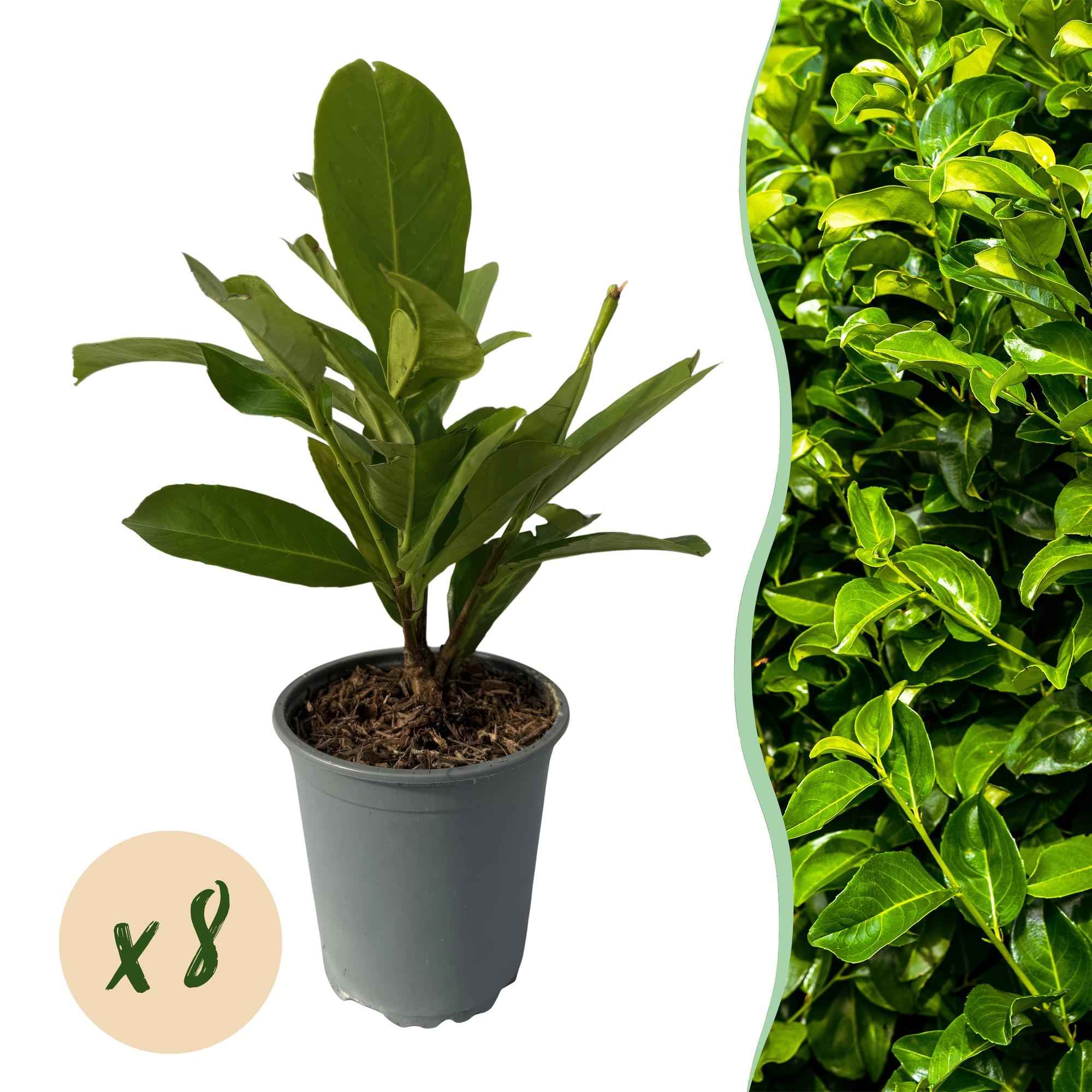 Image of Kirschlorbeer Prunus laurocerasus Rotundifolia – Immergrüne Heckenpflanzen – 8 Pflanzen – 1m – 9cm Höhe 30-35cm – Grün – Pflegeleicht-1