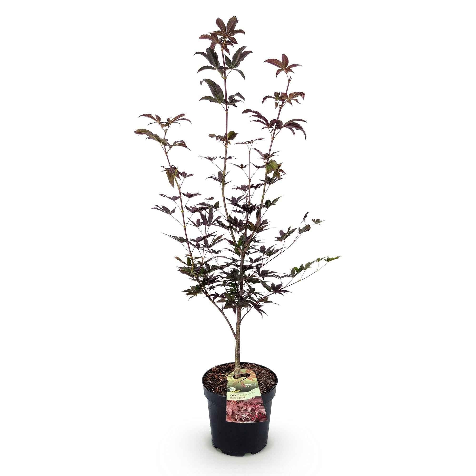 Image of Japanischer Ahorn Acer palmatum Bloodgood, rote laubabwerfende Gartenpflanze, Zierahorn für Garten und Kübel, Ø26cm, 90cm hoch, für sonnige bis-3