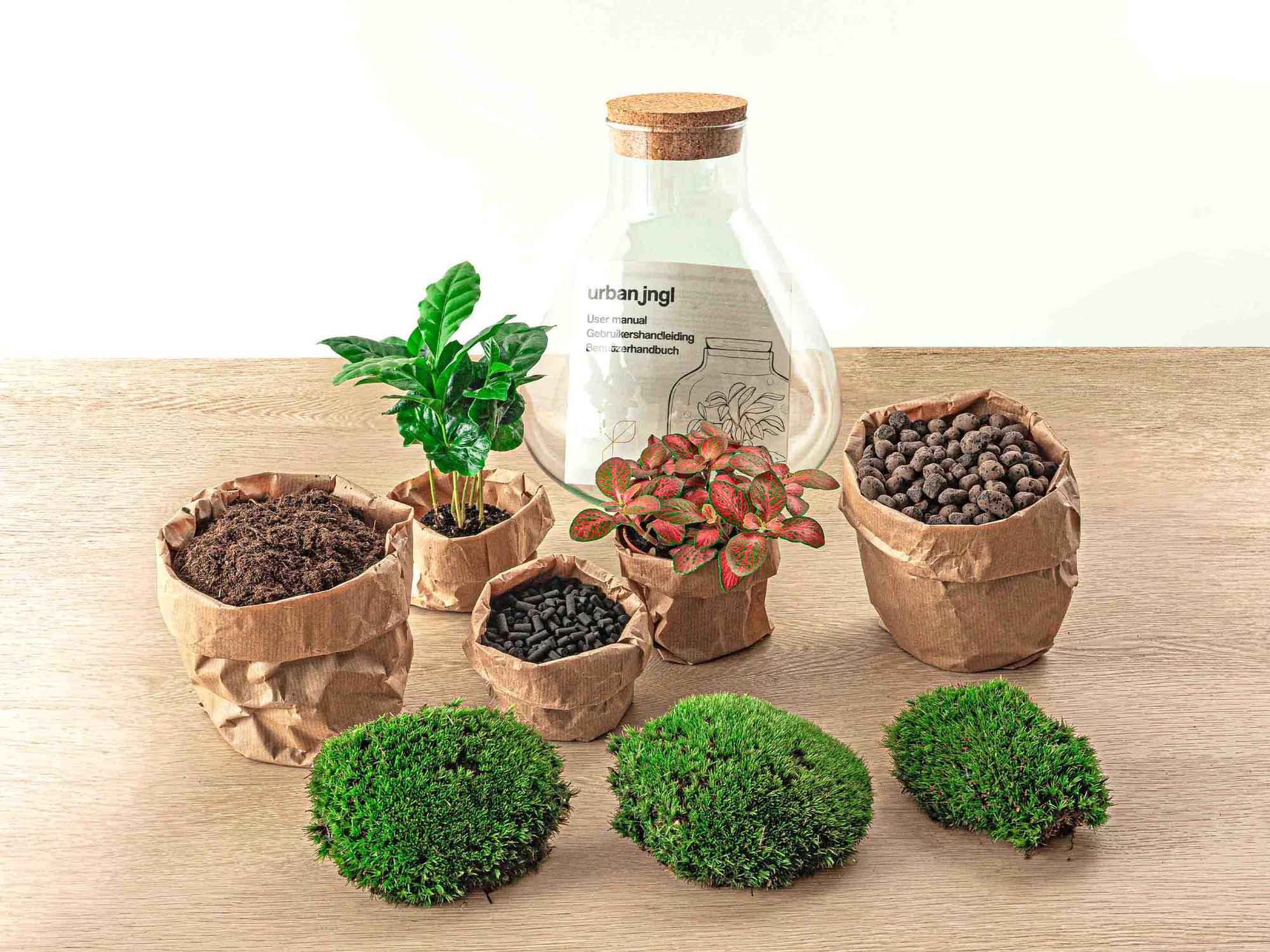 Image of Flaschengarten Sammie Coffea – DIY Bausatz Terrarium – ↕26cm – Do – It – Yourself Pflanzen – Set mit Korkdeckel – Autarkes Mini – Ökosystem-2