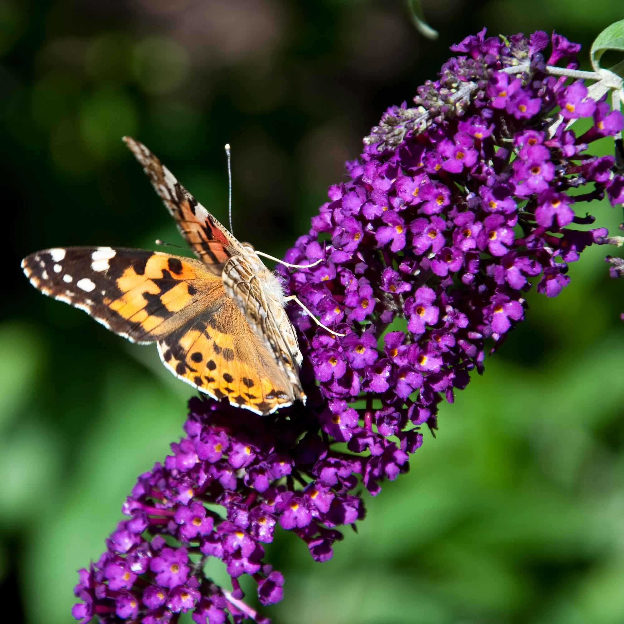 Image of Schmetterlingsstrauch Buddleja davidii Purple Emperor – Blüte Lila – Schmetterlingsanziehend – 17cm Höhe 25cm – Pflegeleicht & Sonnentolerant-4