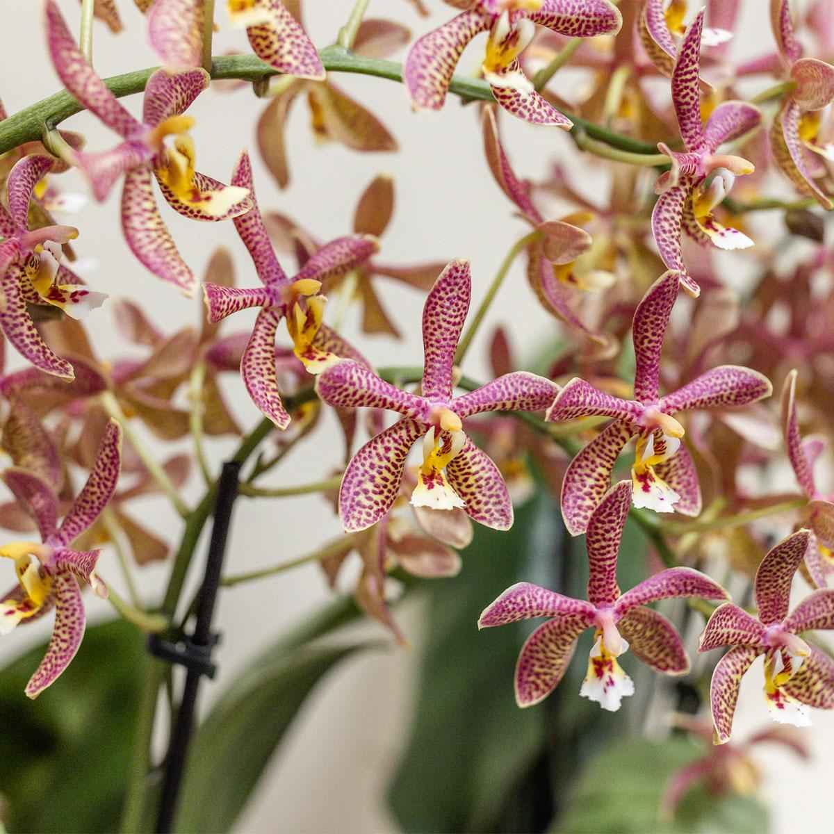 Image of Phalaenopsis Orchidee Spider – Orange – Ø9cm – Blühende Zimmerpflanze mit einzigartigem Muster – Elegante & pflegeleichte Orchidee frisch vom Züchter-1