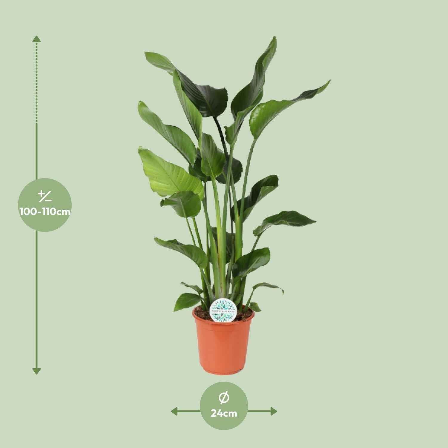 Image of Baum – Strelitzie Strelitzia Nicolai – Zimmerpflanze – Ø24cm – Höhe 110cm – Paradiesvogelblume – Pflegeleicht – Halbschatten