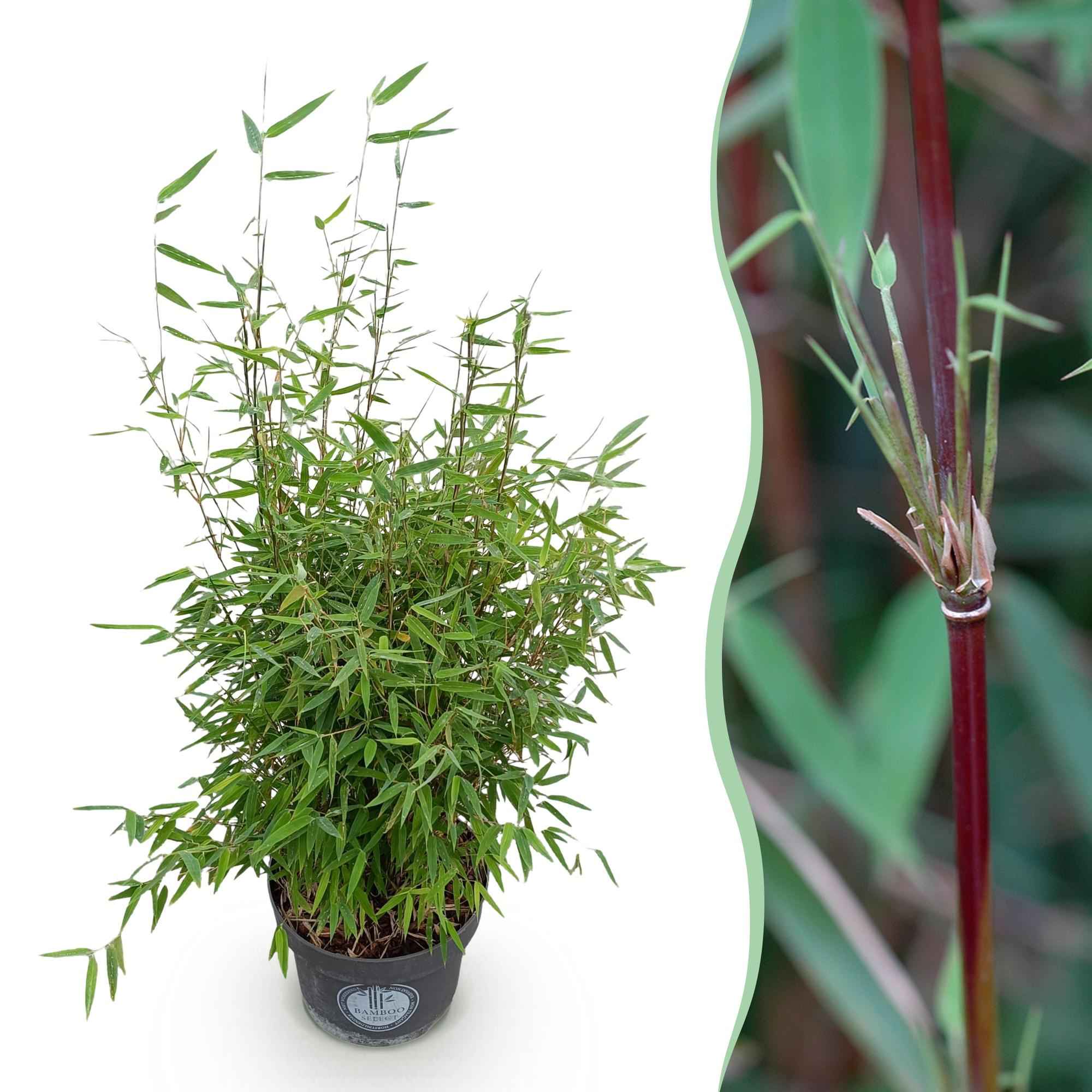 Image of Bambus Fargesia nitida Red Dragon nicht wuchernd immergrün 80cm 23cm für Garten Terrasse Balkon Hecke Sichtschutz pflegeleicht rote Halme winterhart-1