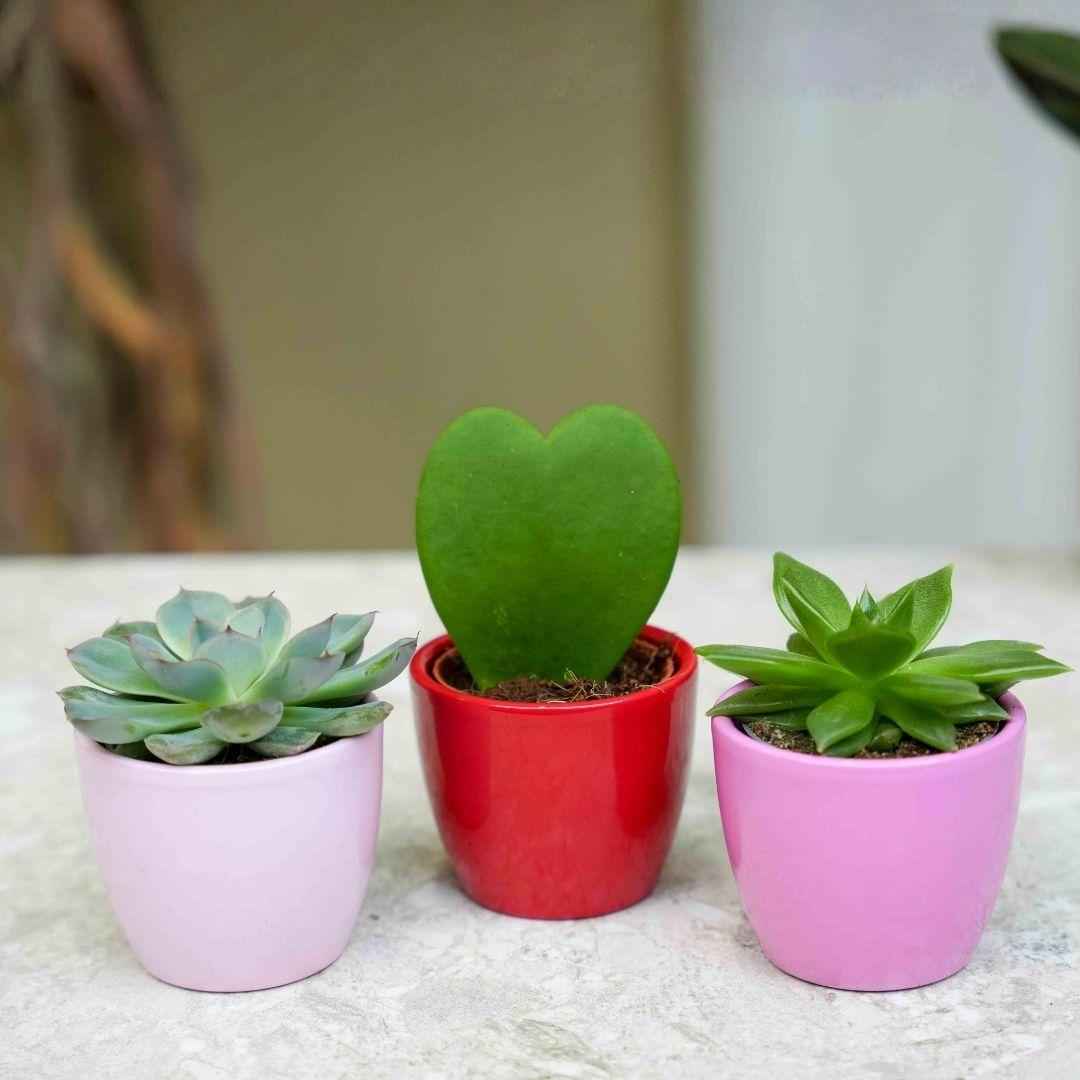 Image of 3er Set Mini Pflanzen mit Dekon Übertöpfen Love Ø6cm Sukkulenten Hoya Kerrii rosa rot Pflanzen Set für Fensterbank Schreibtisch Regal Geschenkidee-1