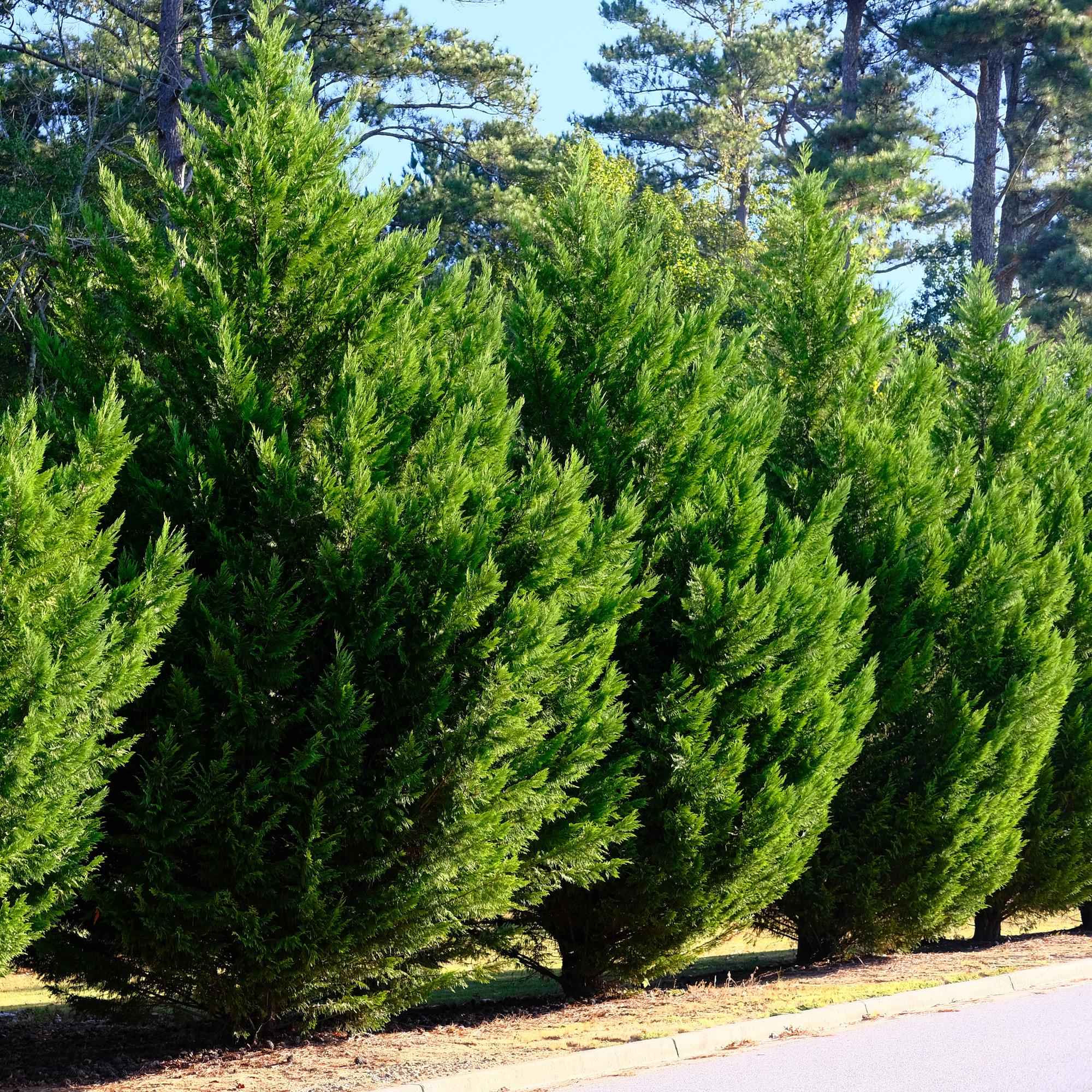Image of Leyland – Zypresse Cupressocyparis leylandii – Immergrüne Heckenpflanze – 8 Pflanzen – 1m – 9cm Höhe 35-40cm – Schnellwachsend & Pflegeleicht-3