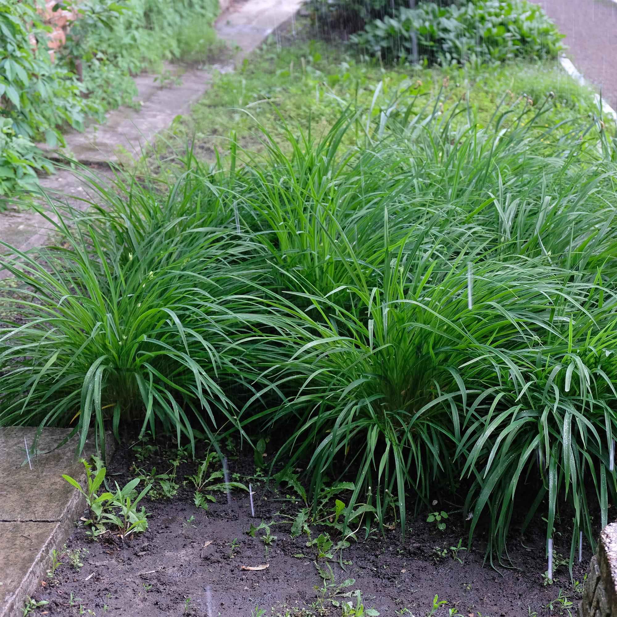 Image of Ziergras Segge Carex morrowii Irish Green – Immergrün & winterhart – Frischgrünes Ziergras – Höhe ca. 50cm – 17cm – Für Beet, Kübel & Terrasse-3