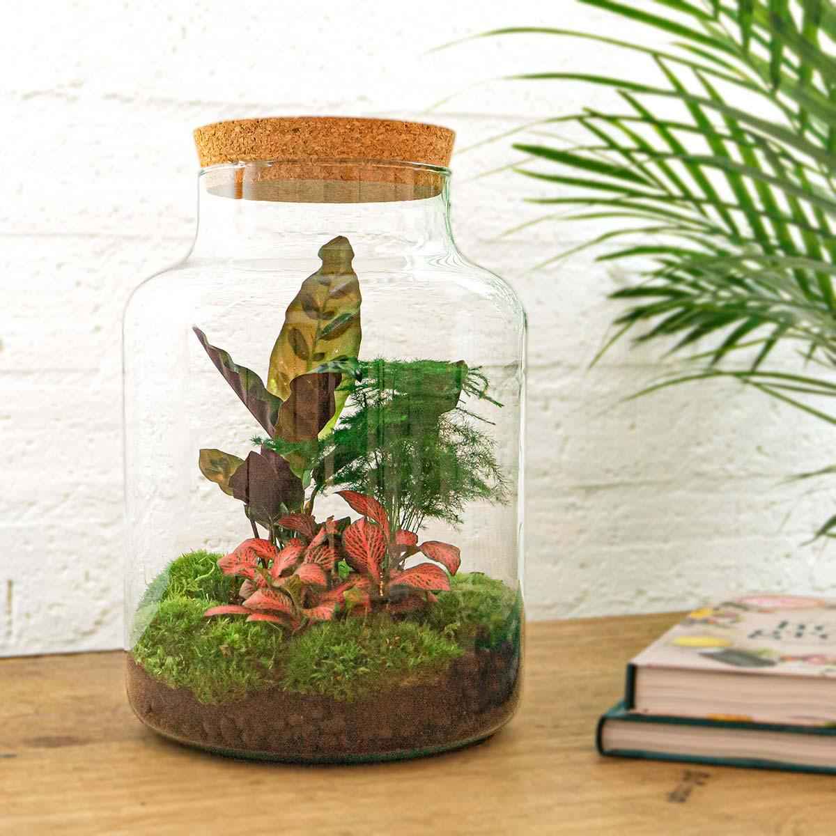 Image of Flaschengarten Milky – DIY Bausatz Terrarium – ↕30cm – Do – It – Yourself Pflanzen – Set im Glas mit Korkdeckel – Autarkes Mini – Ökosystem-1