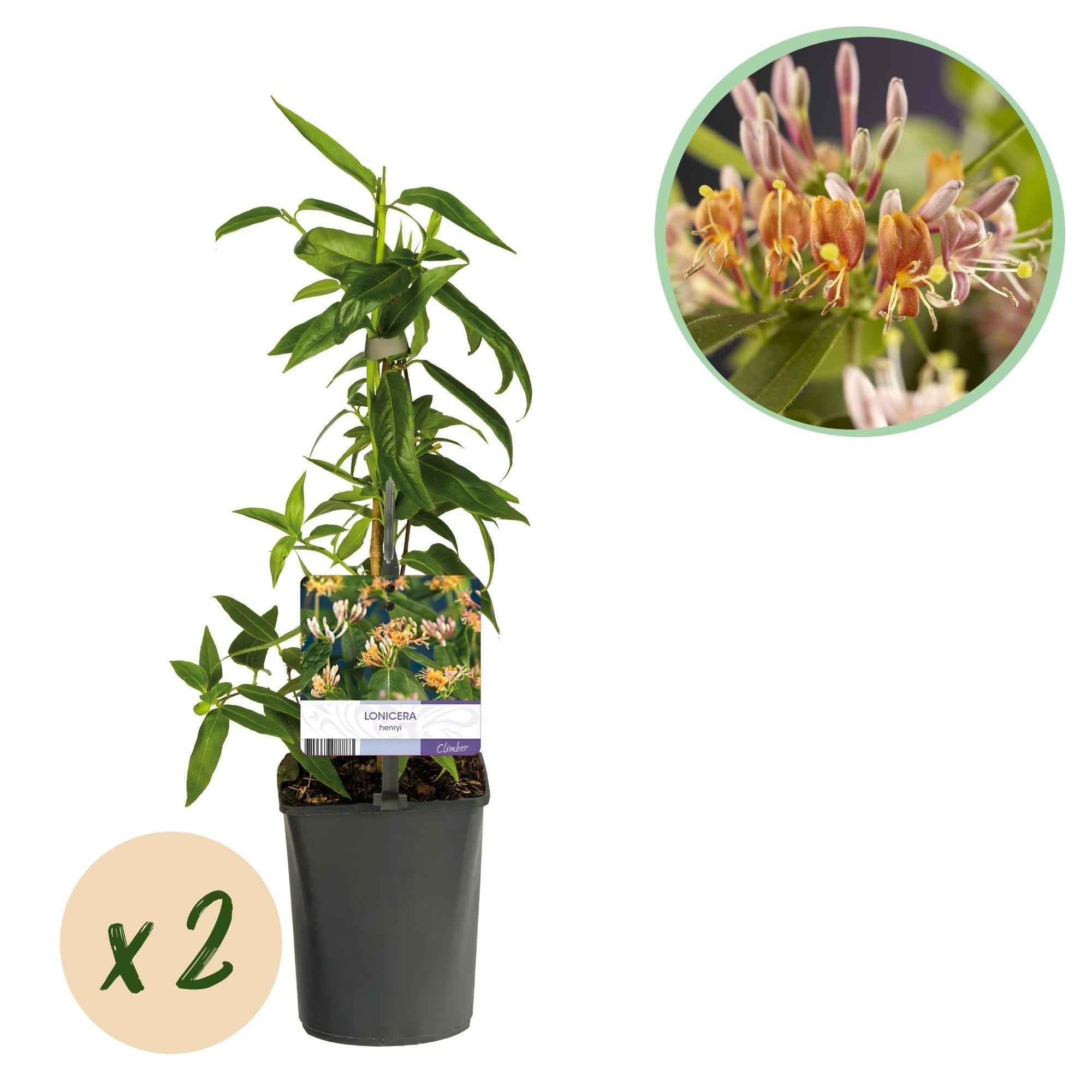 Image of Geißblatt Lonicera henryi – 2 Pflanzen – Rosa Blüte – Schnellwachsende, duftende Kletterpflanze – Pflegeleicht & winterhart-1