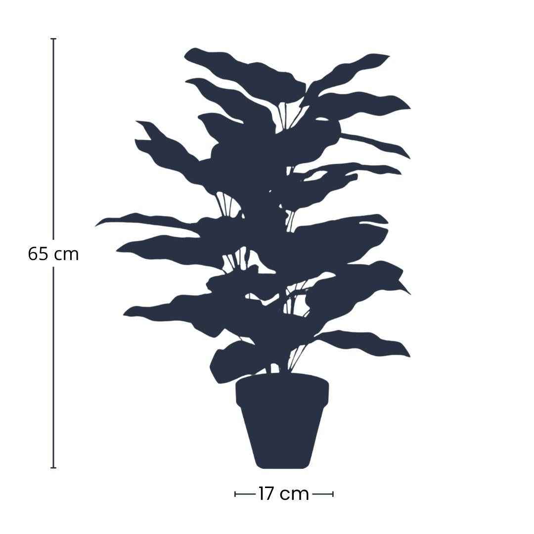 Image of Calathea – Kunstpflanze – 65cm hoch – Ø17cm – Naturgetreue Blätter in Grüntönen – Pflegefrei – Für Wohnzimmer, Büro & Flur-1