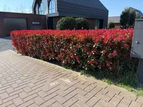 Image of Glanzmispel Photinia fraseri Carre Rouge – Immergrüne Heckenpflanzen – 8 Pflanzen – 1m – 9cm Höhe 30-35cm – Rote & grüne Blätter – Pflegeleicht-4