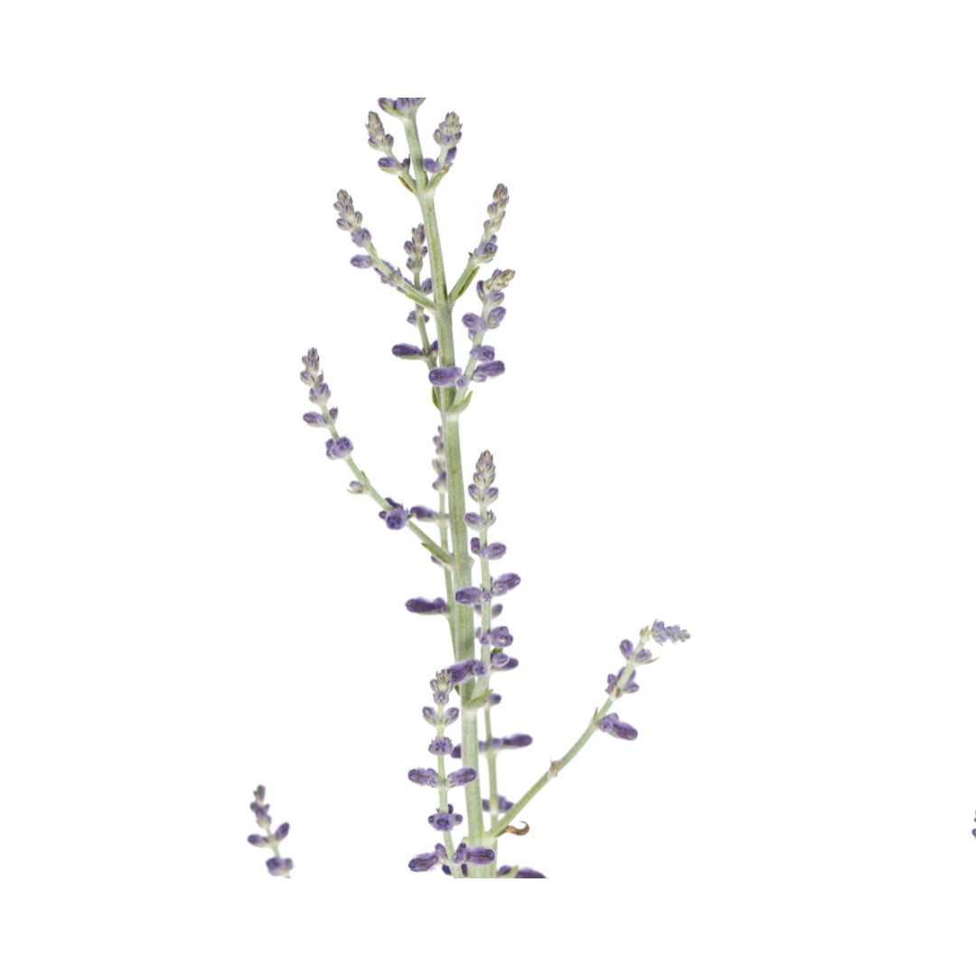 Image of Perovskia atriplicifolia – Blauraute – Ø19cm – ↕50–60cm – Lavendelblaue Blüten – Aromatisches Ziergehölz für sonnige Beete & Steingärten-3