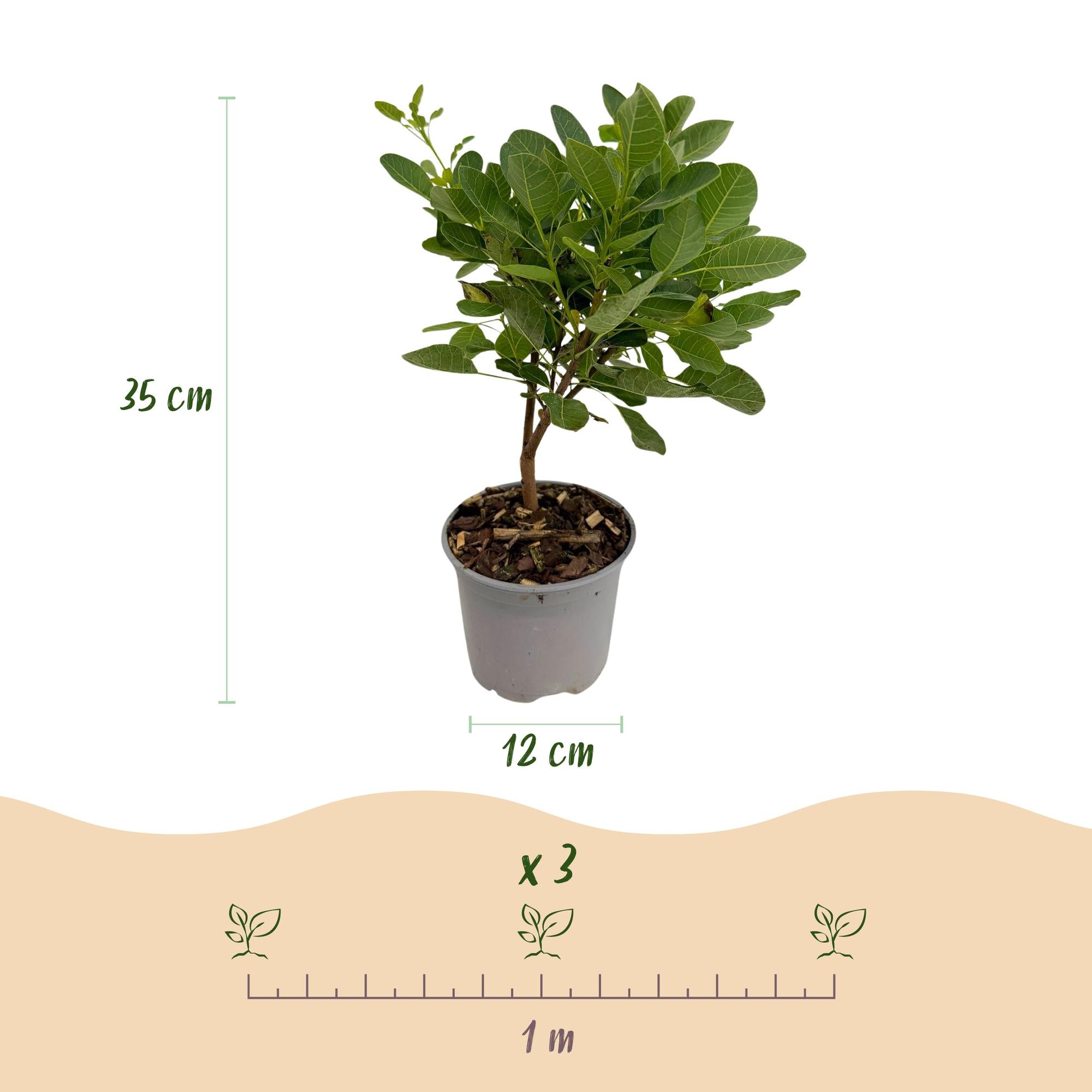 Image of Cotinus coggyria Young Lady – 12cm – Höhe ca. 35cm – Rosa Sommerblüte & grünes Laub-3