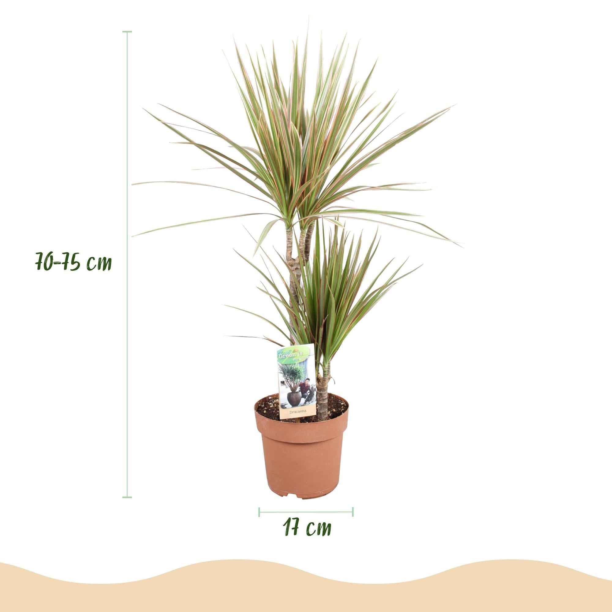 Image of Dracaena Marginata Bicolor – Drachenbaum – 17cm – Höhe 70-75cm – Pflegeleichte rot-2