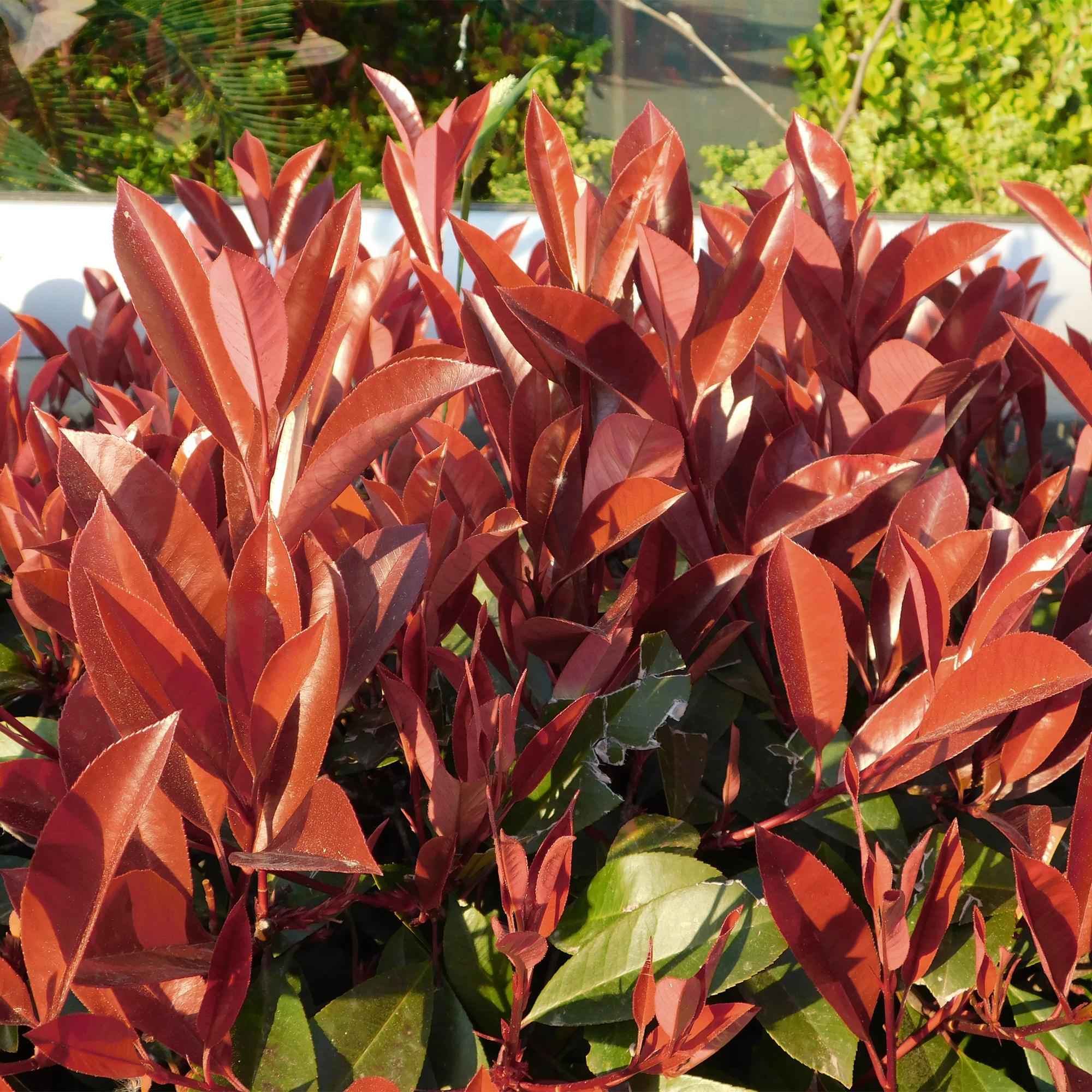 Image of Glanzmispel Photinia fraseri Little Red Robin – 19cm Höhe ca.90cm – Immergrün & winterhart – Grün-rotes Laub – Ziergehölz-3