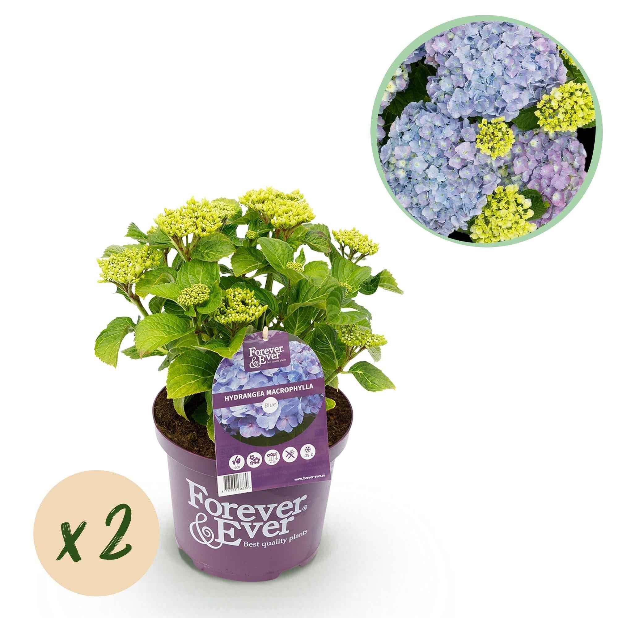 Image of Hortensie Forever & Ever – Blau – 2 Pflanzen – Hydrangea macrophylla – Je im 23cm Topf – Ca. 55cm hoch – 7-12 Blüten – Für Balkon, Terrasse & Beet-0