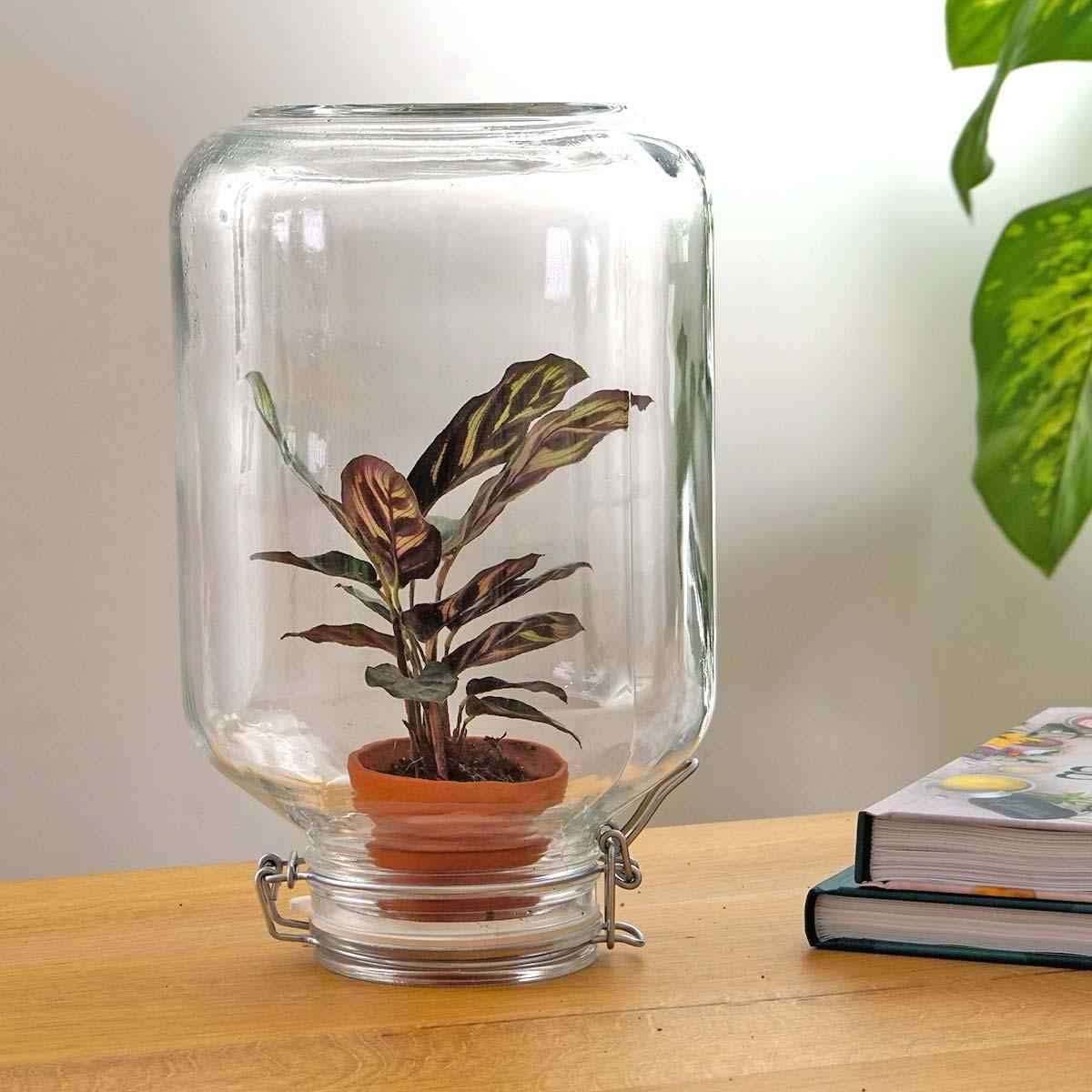Image of Flaschengarten Easyplant – Terrarium mit Calathea makoyana – Lebende Zimmerpflanze im Einmachglas – Nur 1x Gießen – Luftdicht verschlossen-1