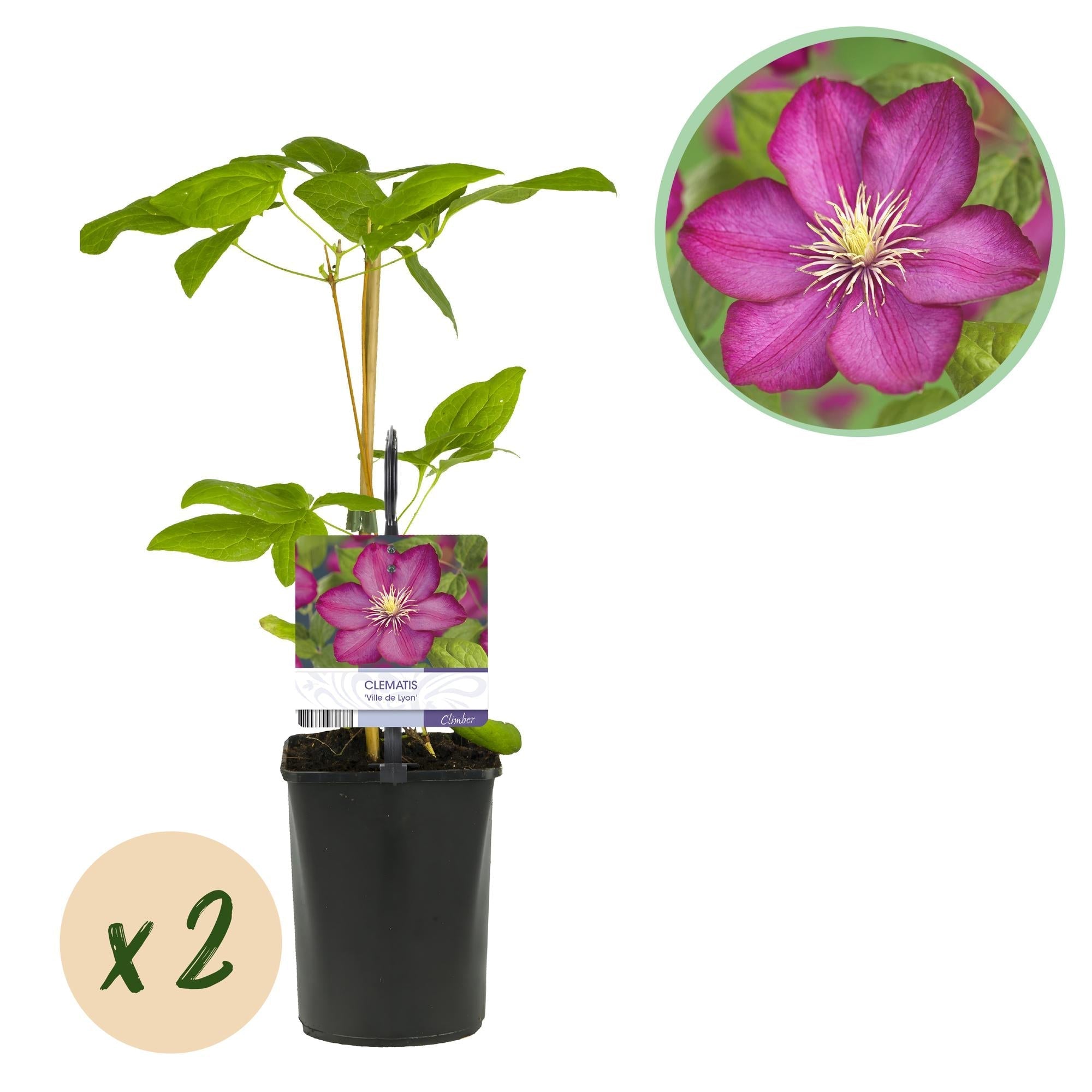 Image of Kletterpflanze Clematis Ville de Lyon – Rosa Blüten – 2 Pflanzen – 11cm x H40cm – Winterhart & Pflegeleicht – Ideal für Garten, Balkon & Pergolen-2
