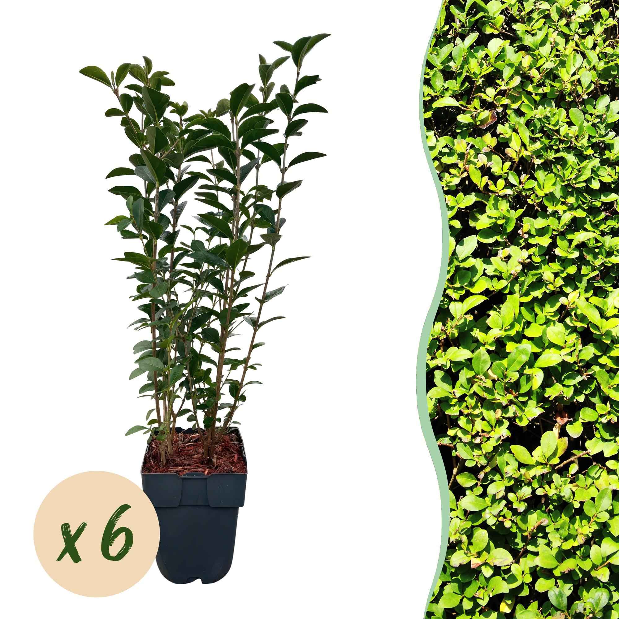 Image of Ovalblättriger Liguster Ligustrum ovalifolium – Immergrün – Heckenpflanze – Blatt Grün – 6 Pflanzen – 1m laufend – Pflegeleicht – 17cm Höhe 55cm-3