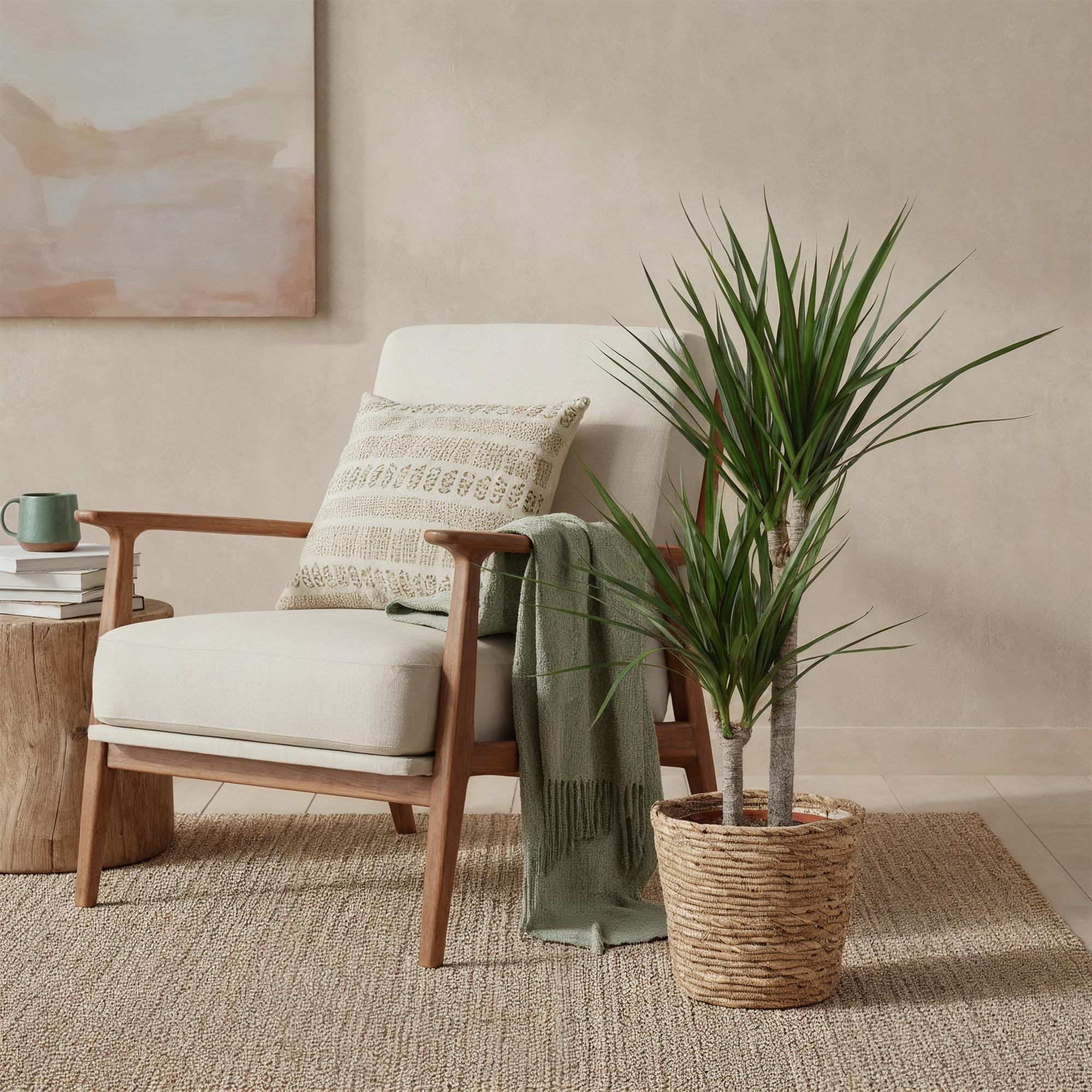 Image of Dracaena Marginata – Drachenbaum – 21cm – Höhe 90-100cm – Pflegeleichte grün – rote Zimmerpflanze für moderne Wohnräume und Bürobereiche-3