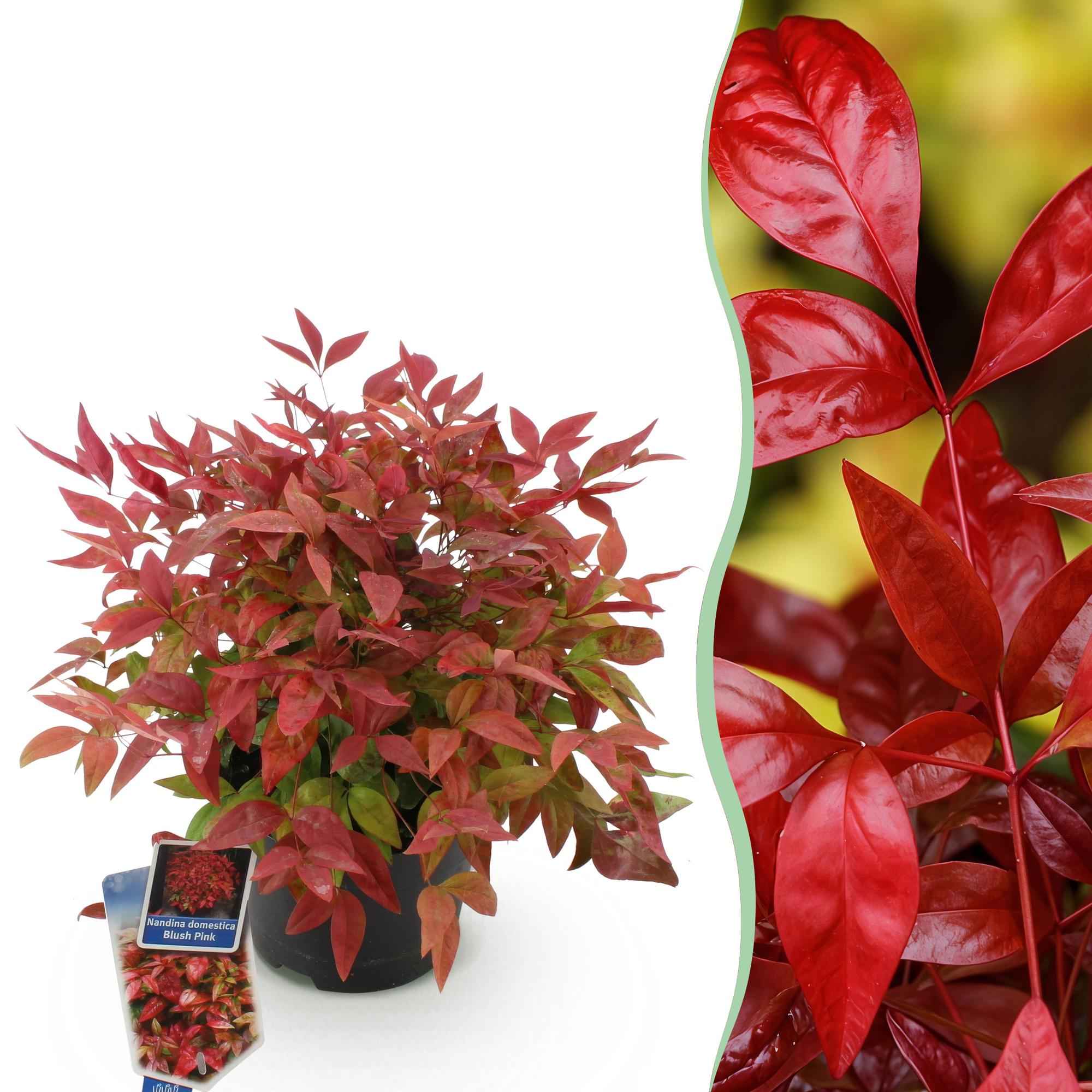 Image of Heiliger Bambus Nandina Blush Pink – 17cm Höhe ca.40cm – Immergrün & farbwechselnd – Dunkelrosa Laub für Beet Balkon Terrasse – Pflegeleichter dekorativer Zierstrauch-0