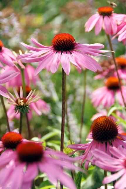 Image of Rotblühender Scheinsonnenhut Echinacea purpurea 'Magnus' – ↕10-25cm – Ø9cm – 6 Pflanzen – Purpur – Sonnenhut – Bienenfreundlich – Für Sonne & Beete