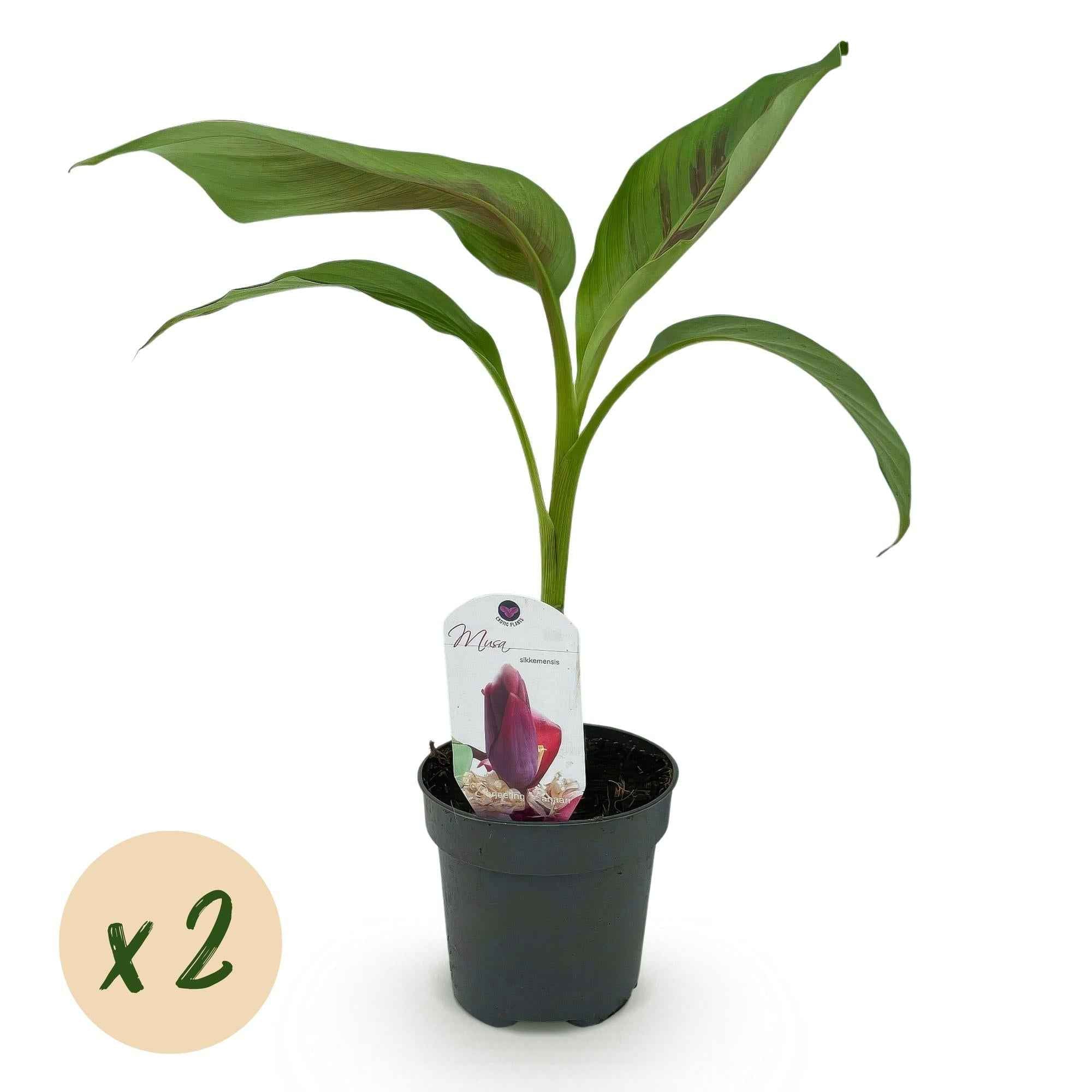 Image of Bananenpflanze Musa sikkimensis Red Tiger – 2 Pflanzen – Tropische Gartenbanane – Ø12cm, Höhe ca. 30cm